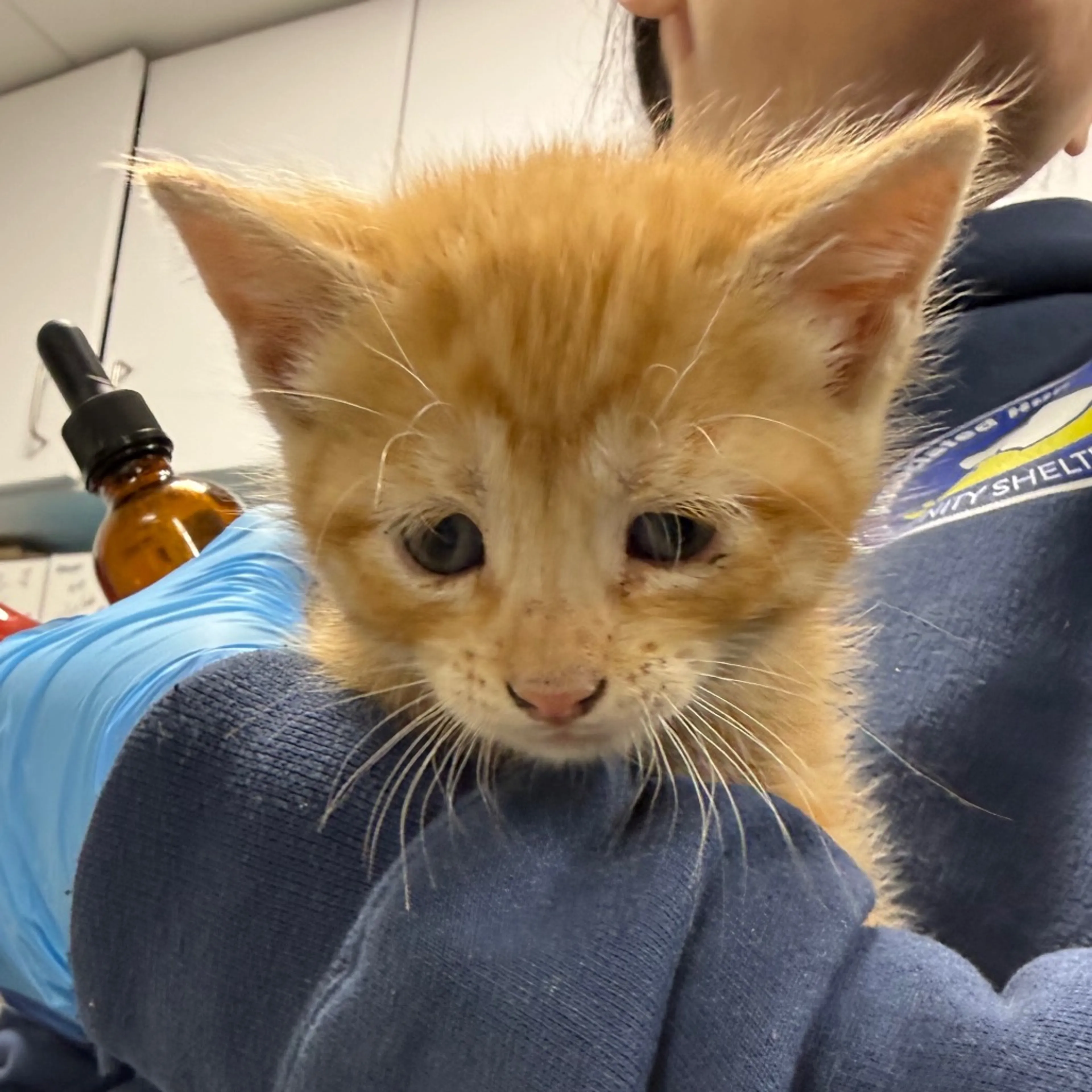 Found pet