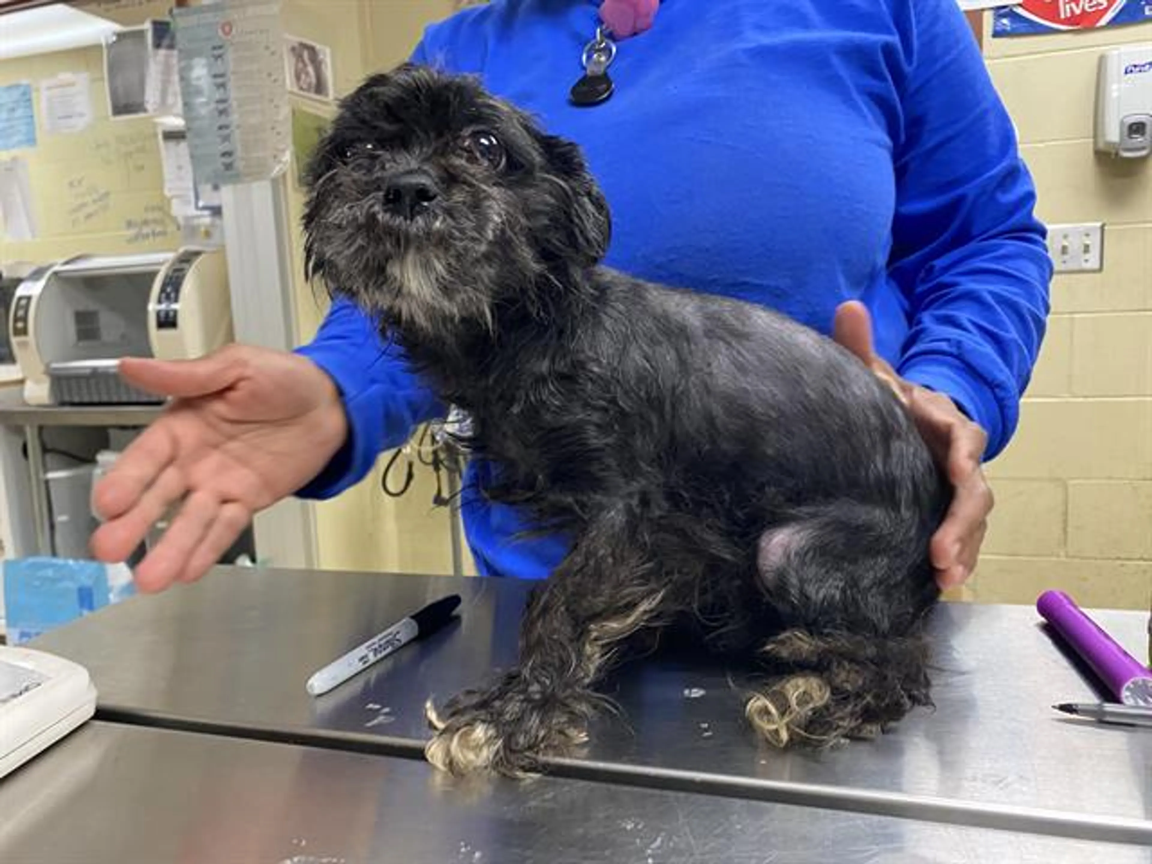Found pet