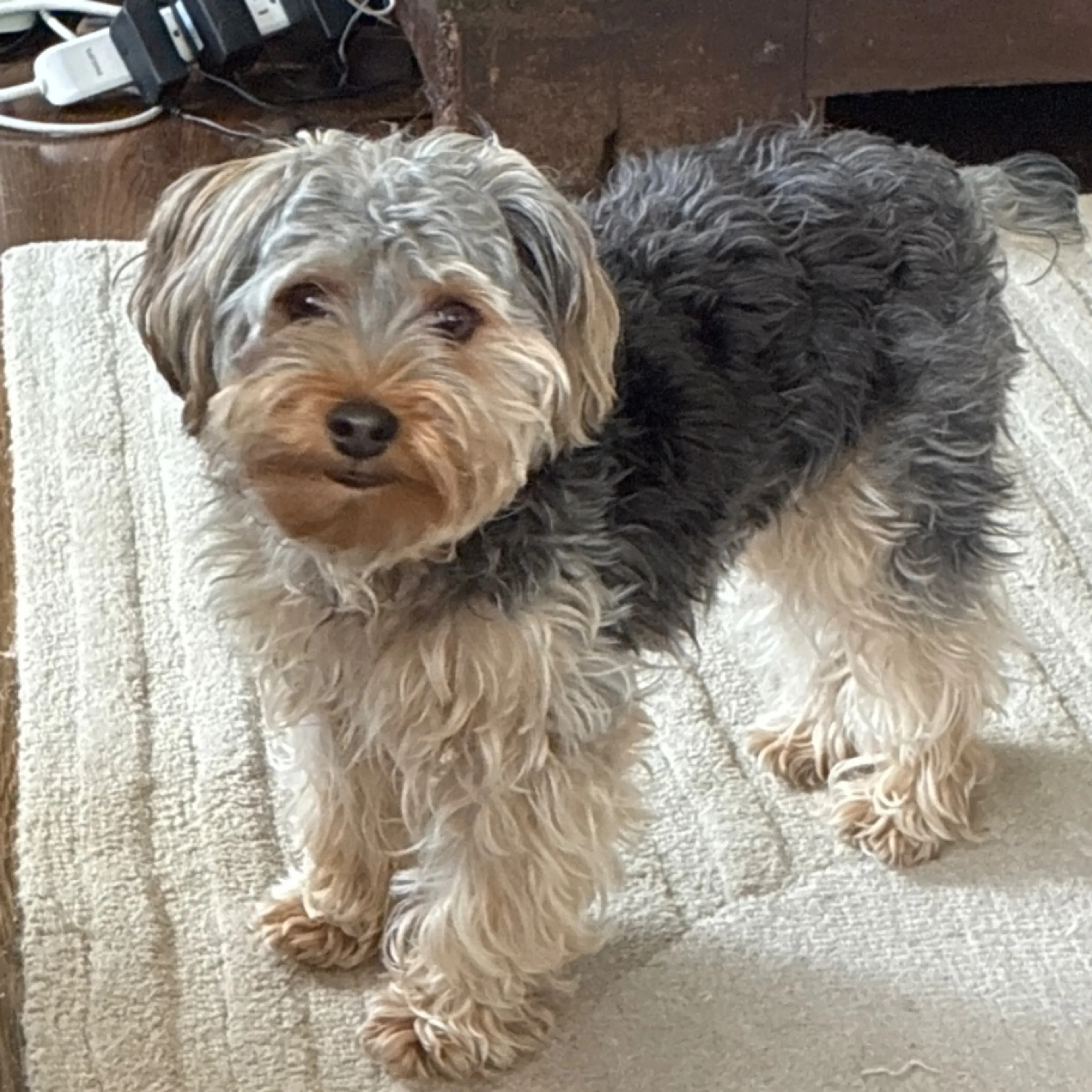 Found pet