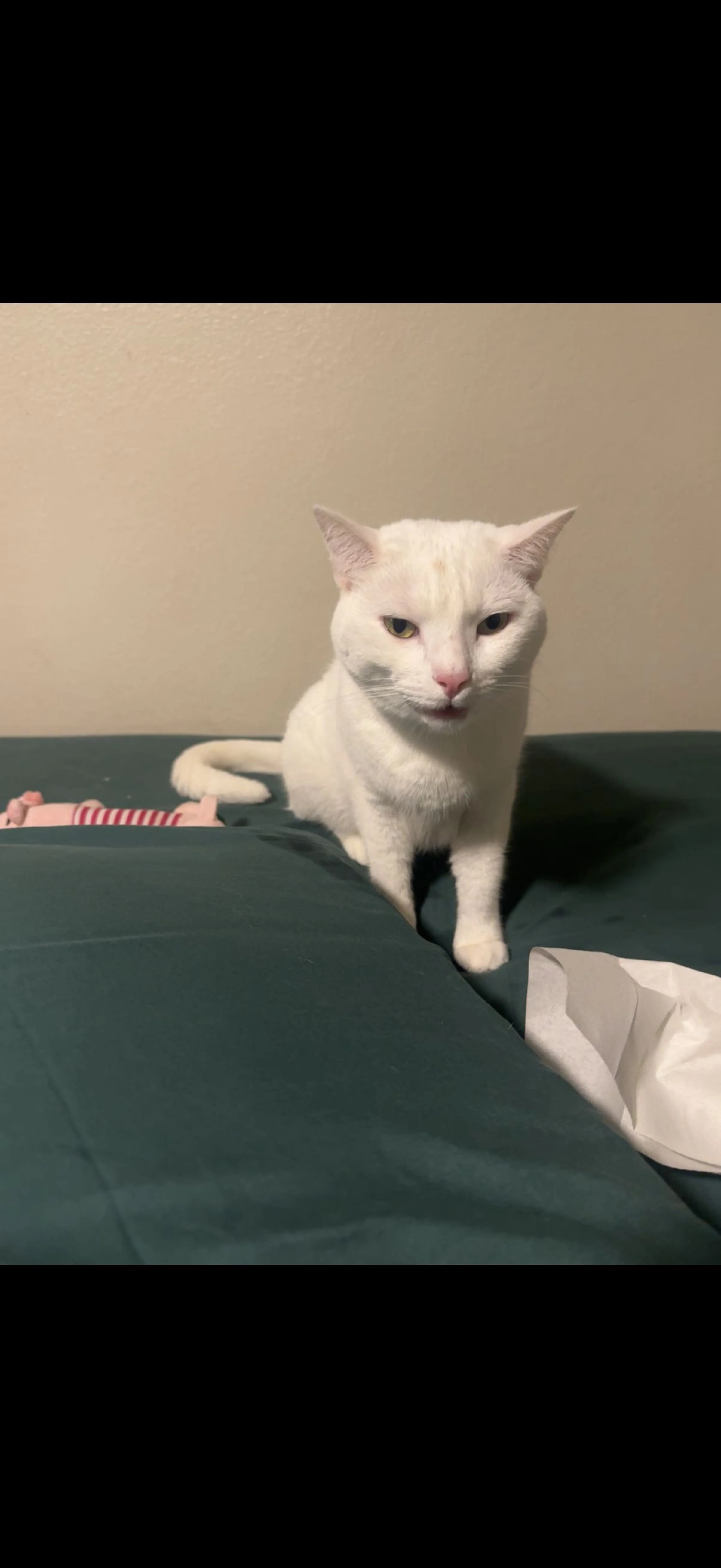 Lost pet