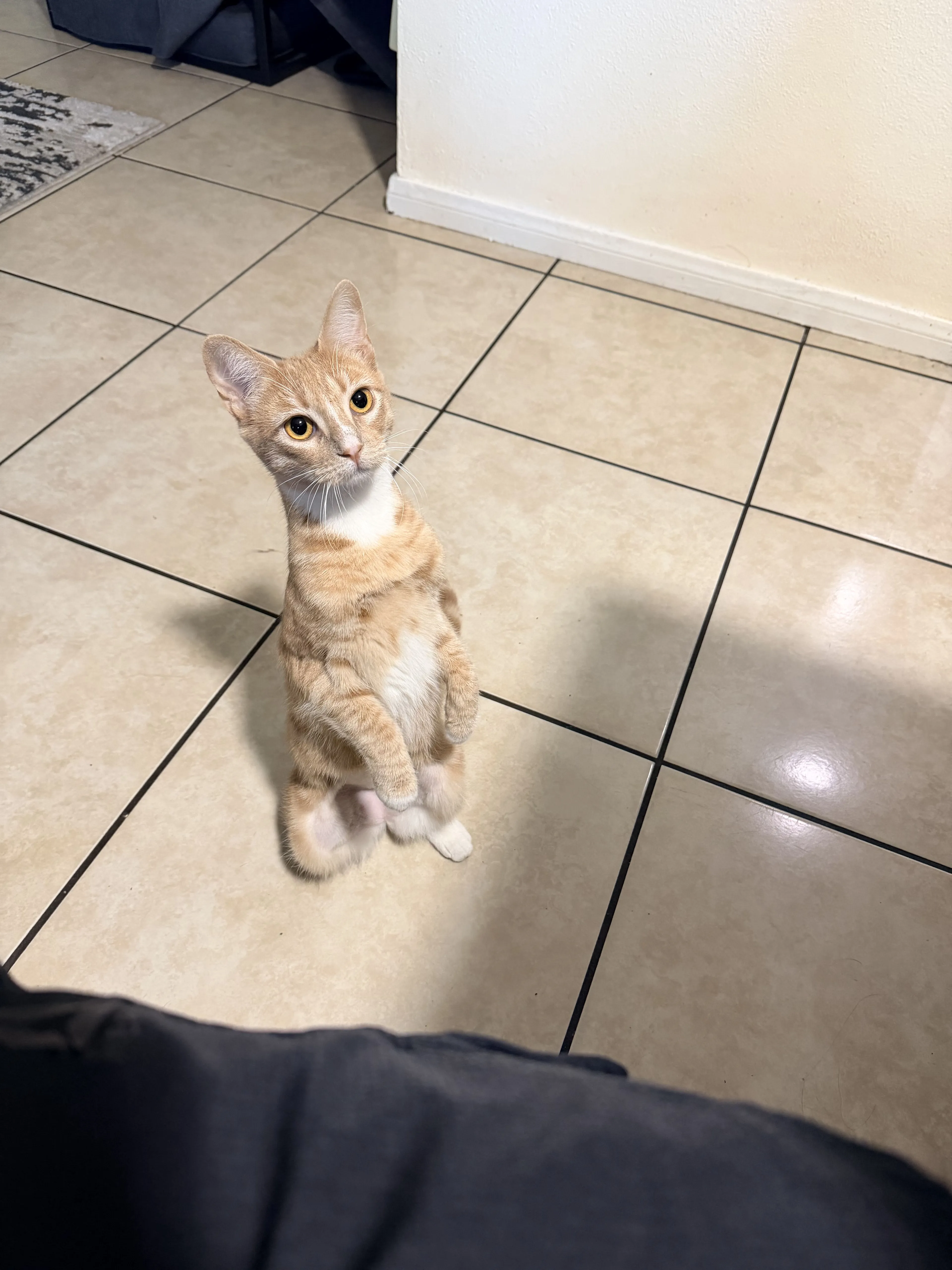 Lost pet-1