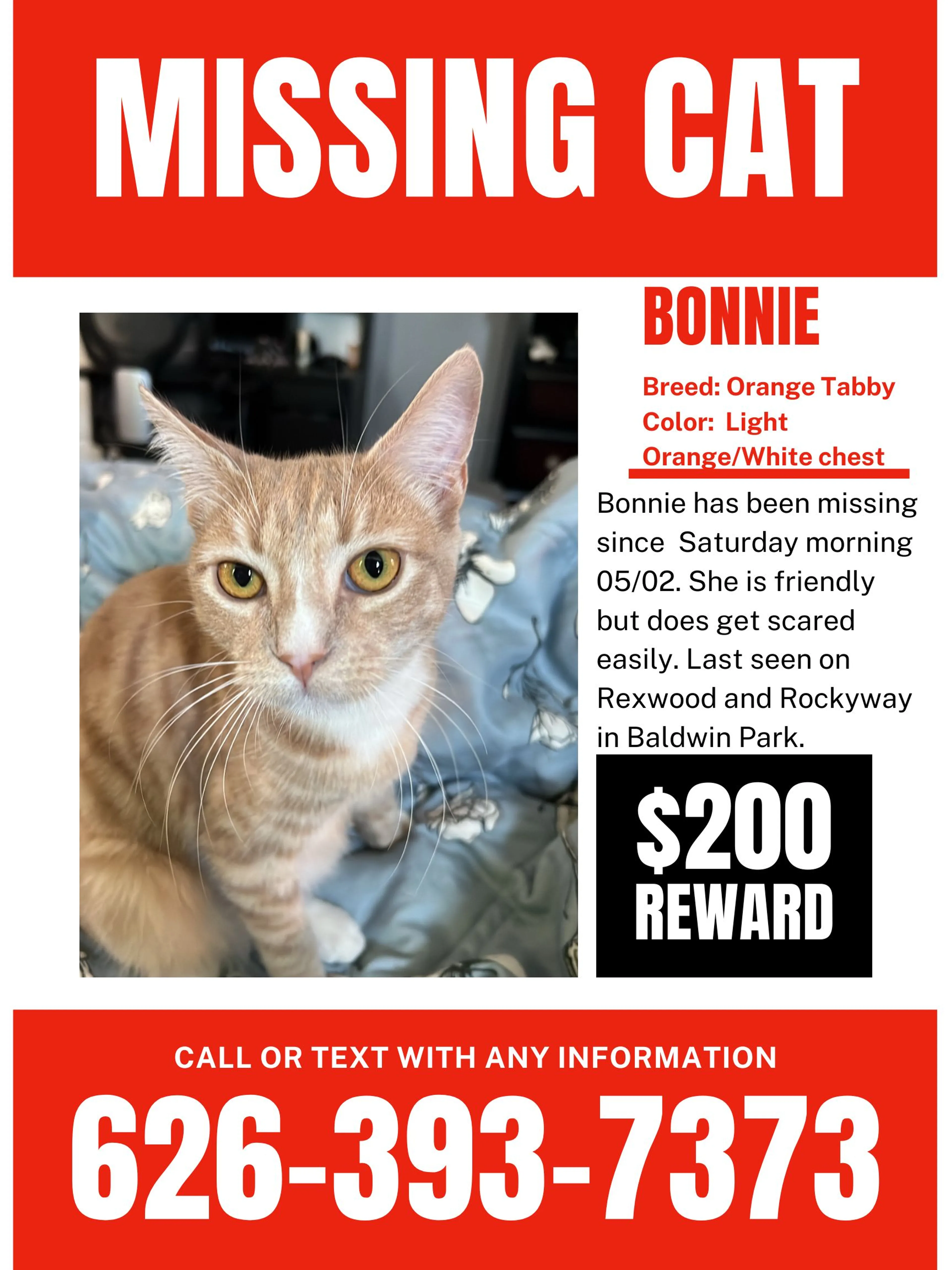Lost pet-3