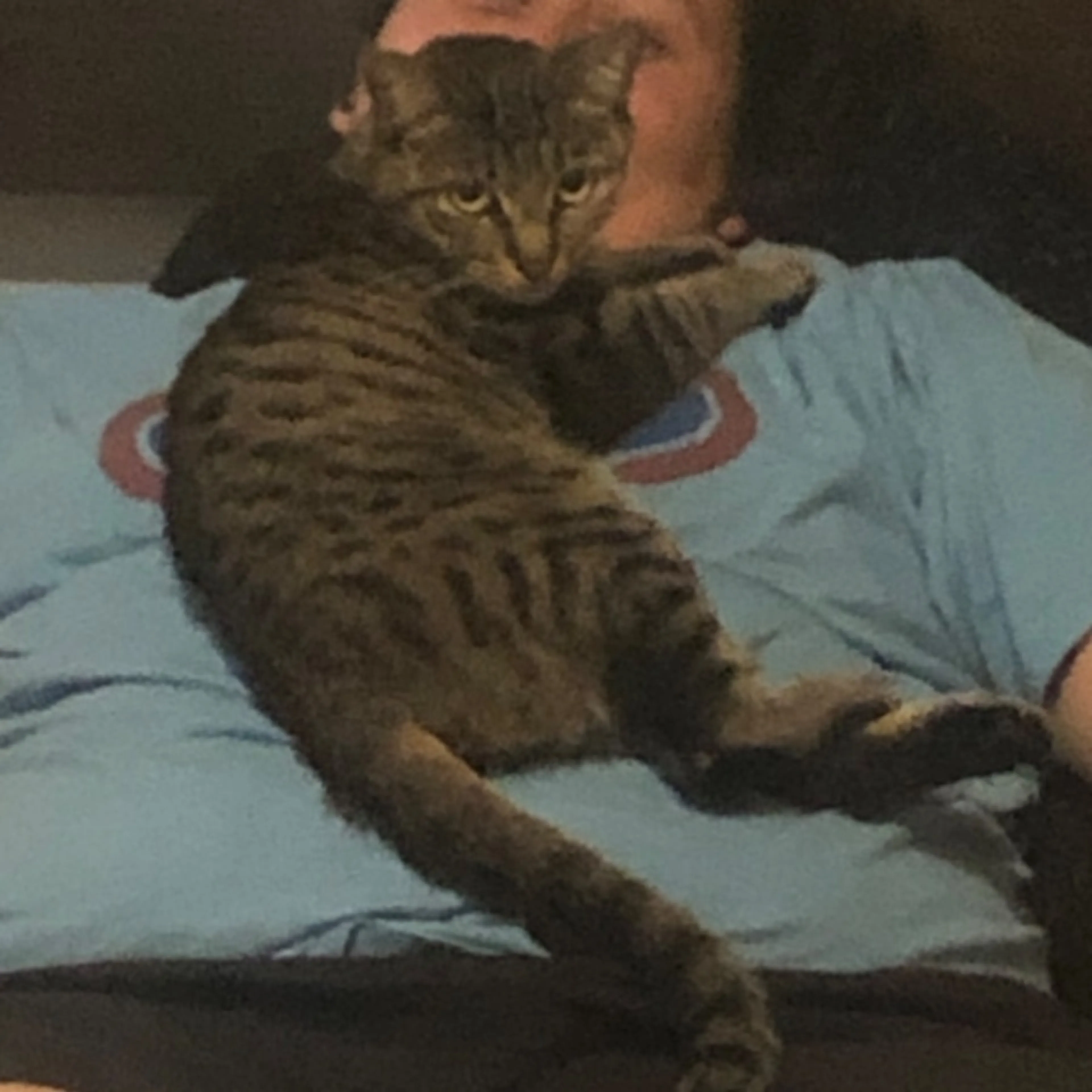 Lost pet