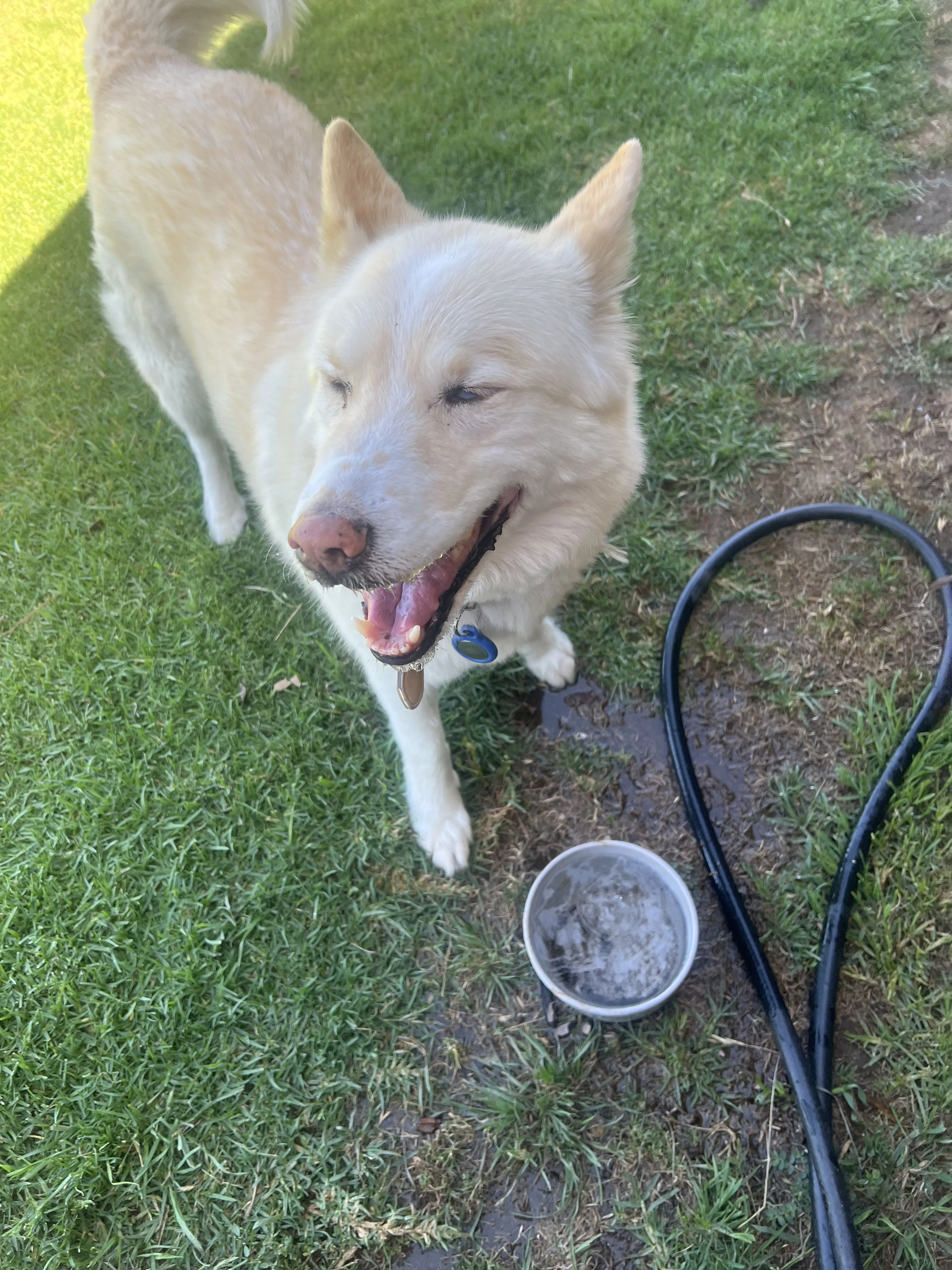 Lost pet-1