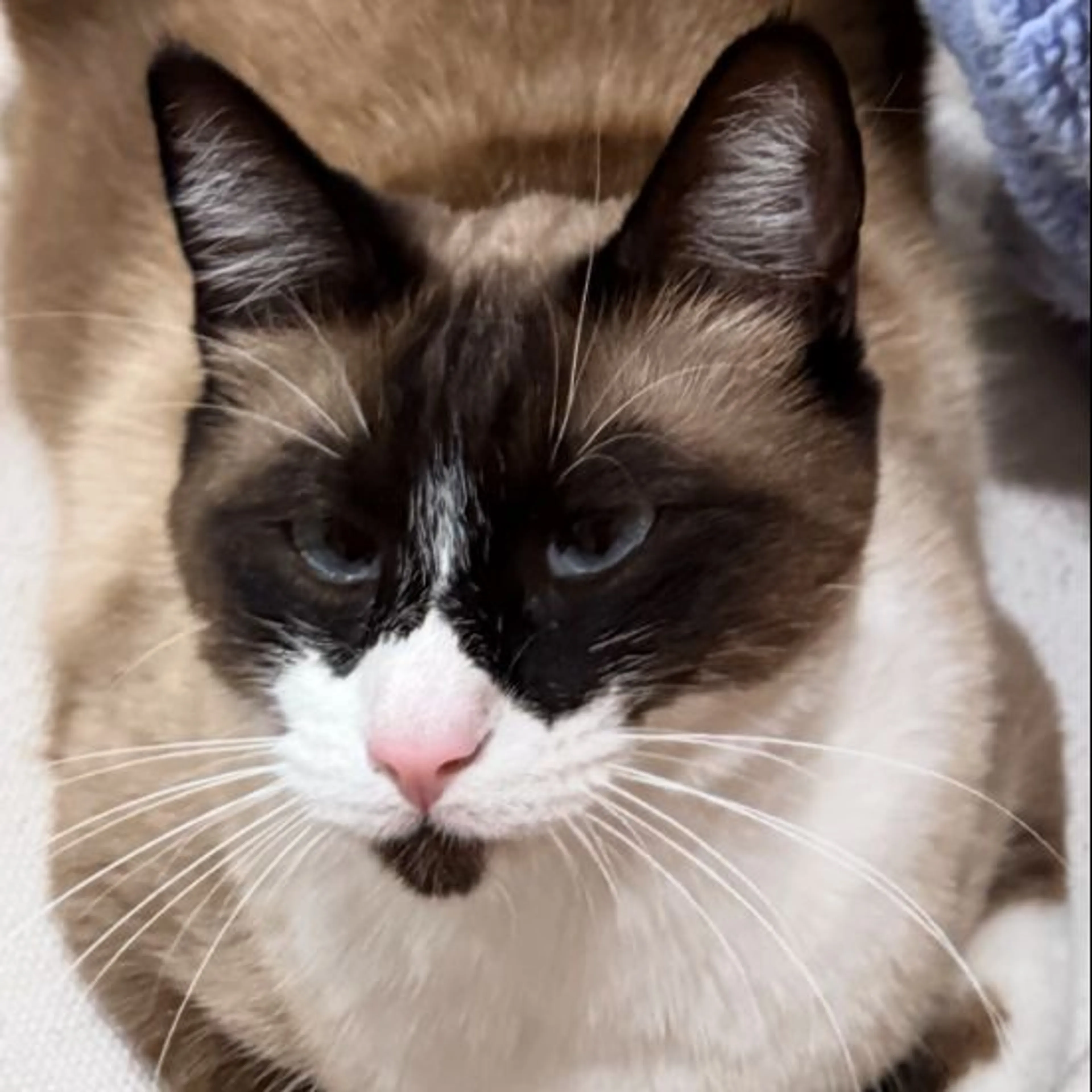 Lost pet