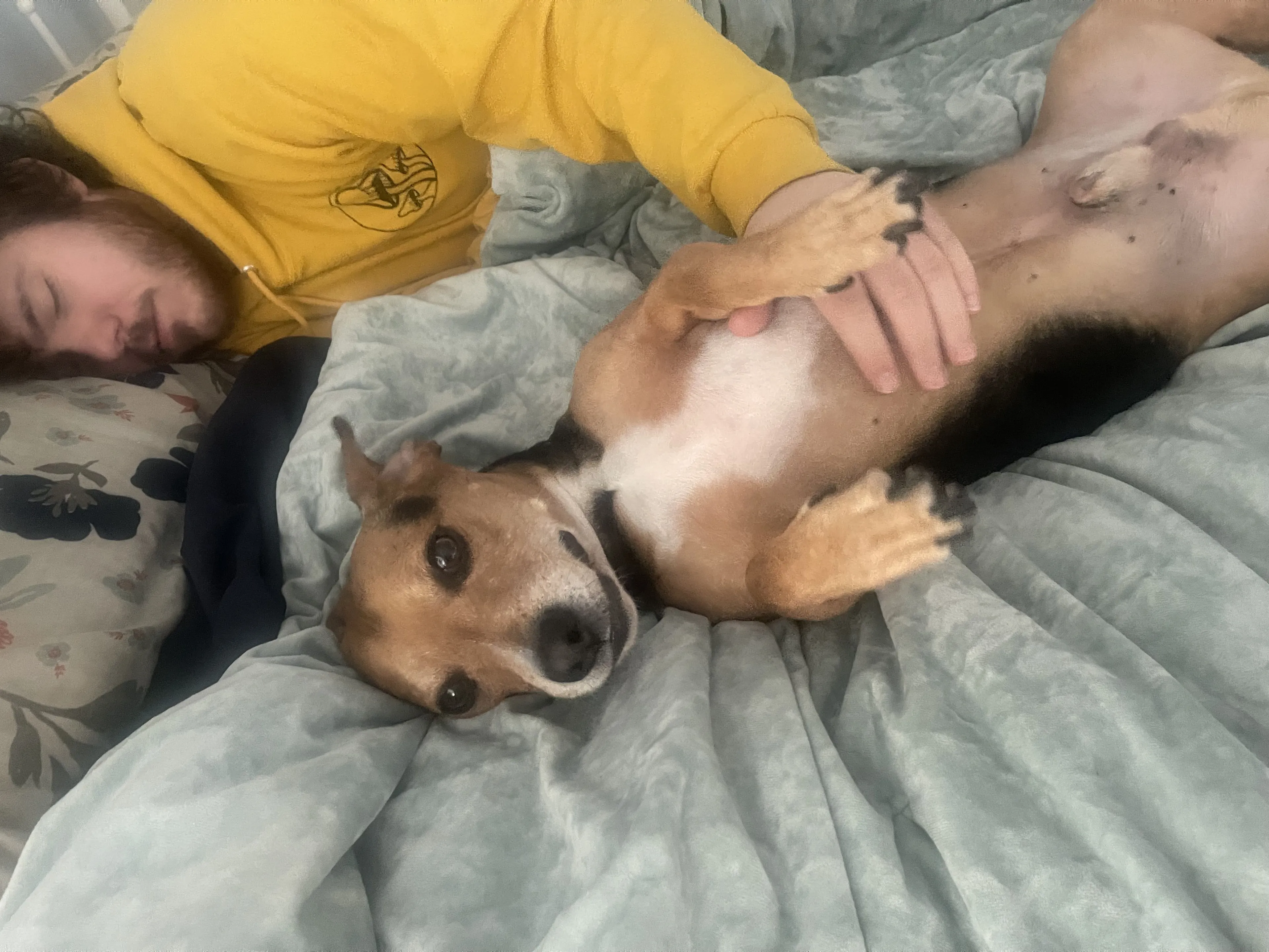 Lost pet-4