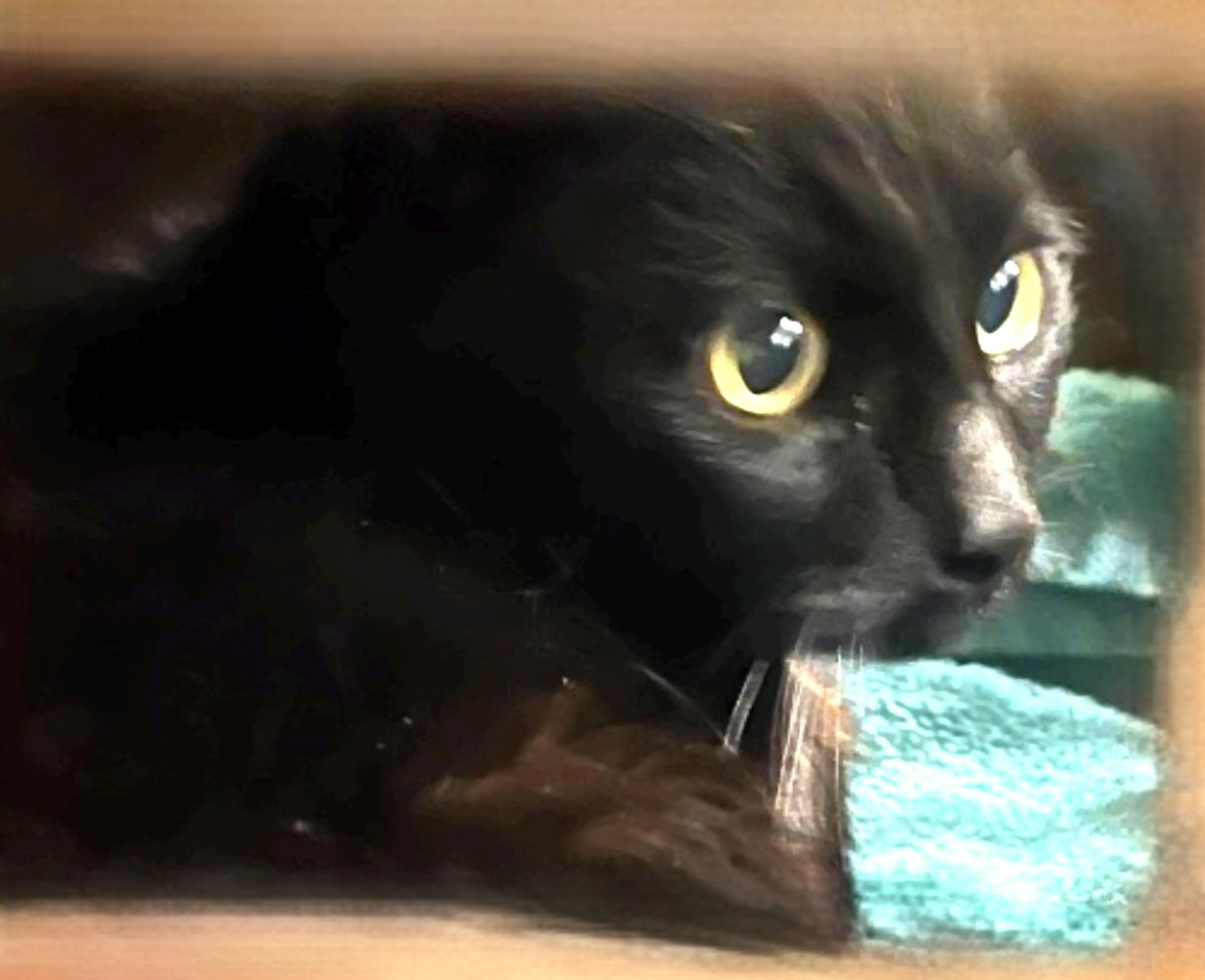 Found pet