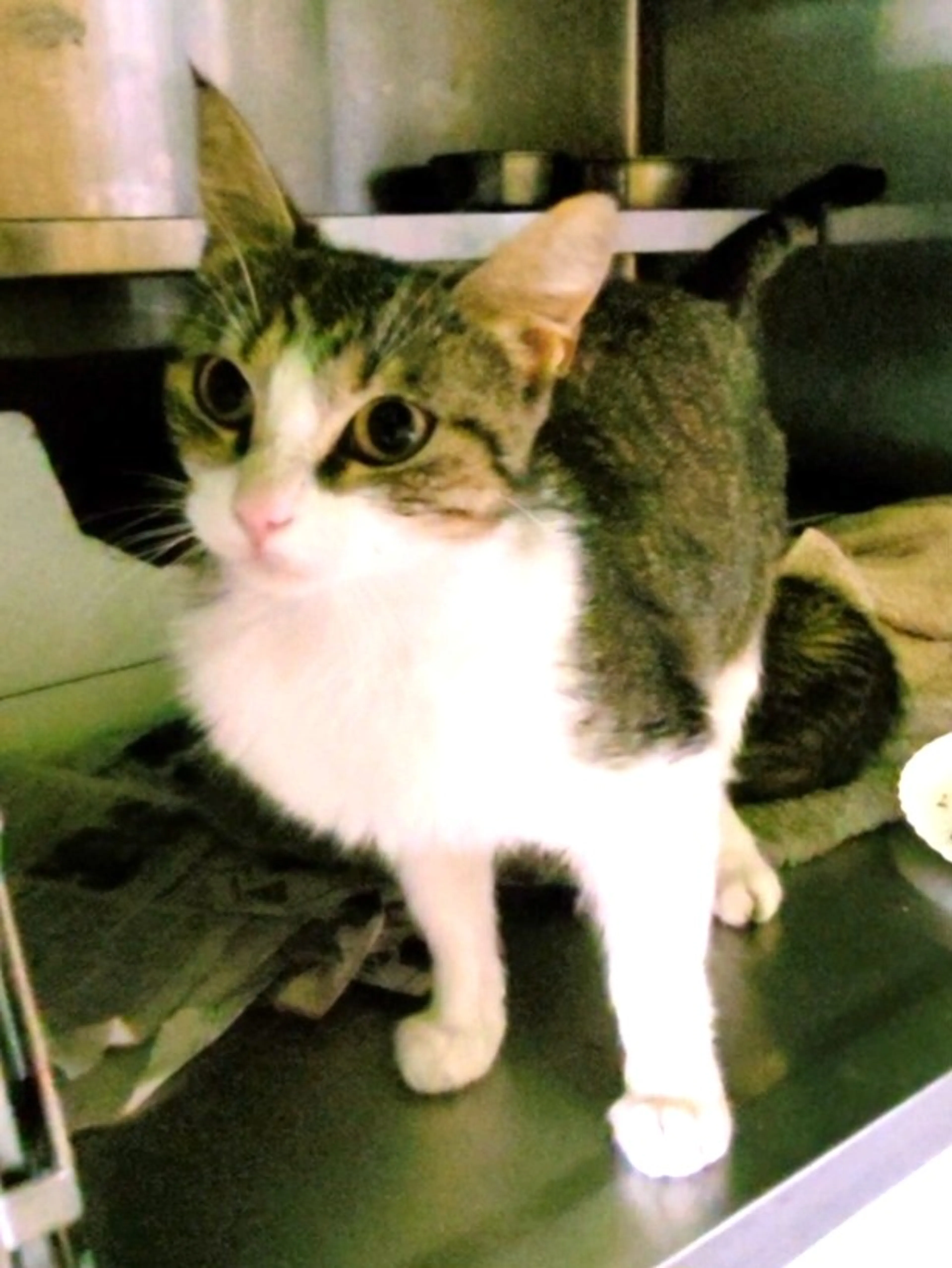 Found pet