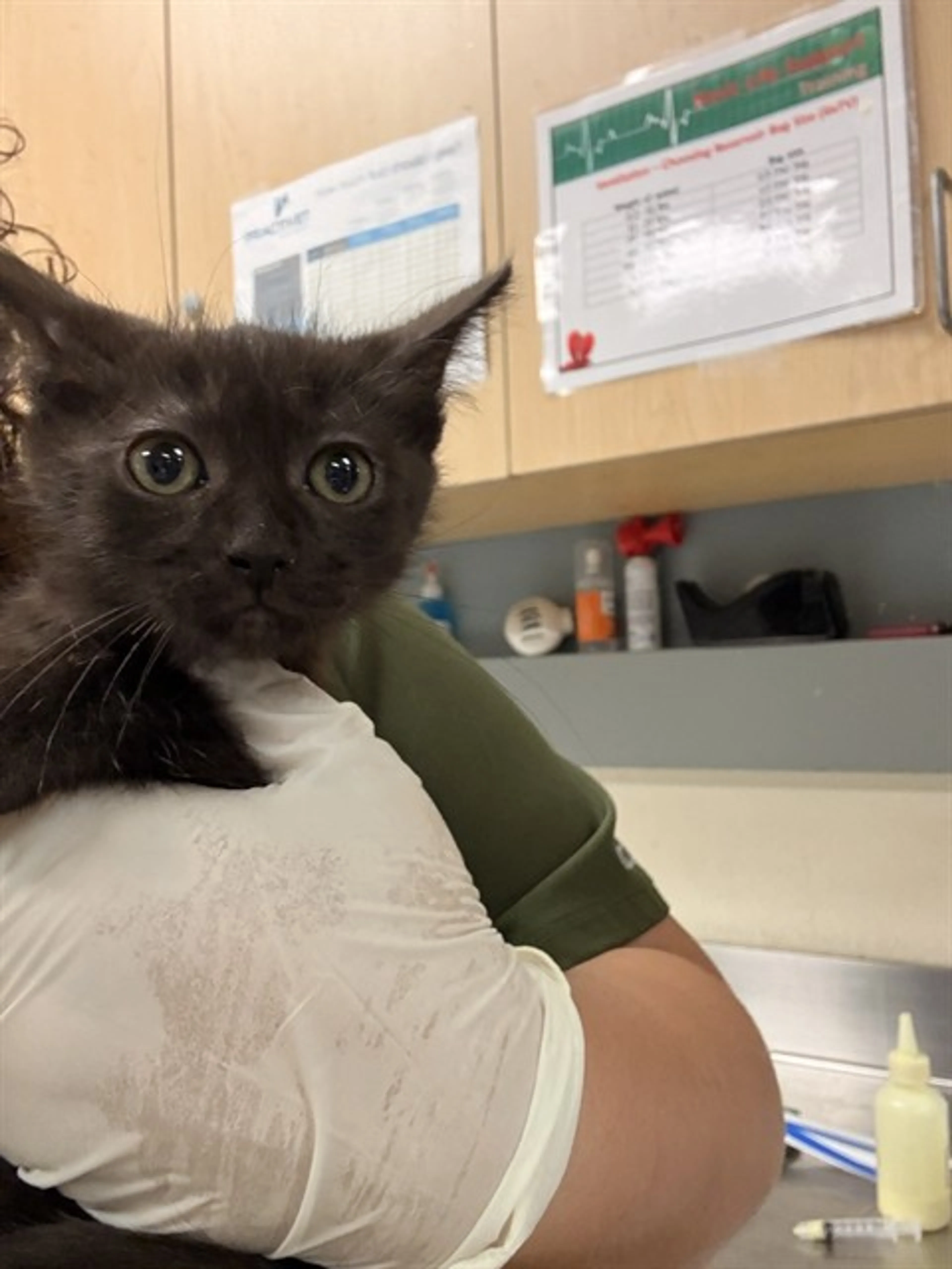 Found pet