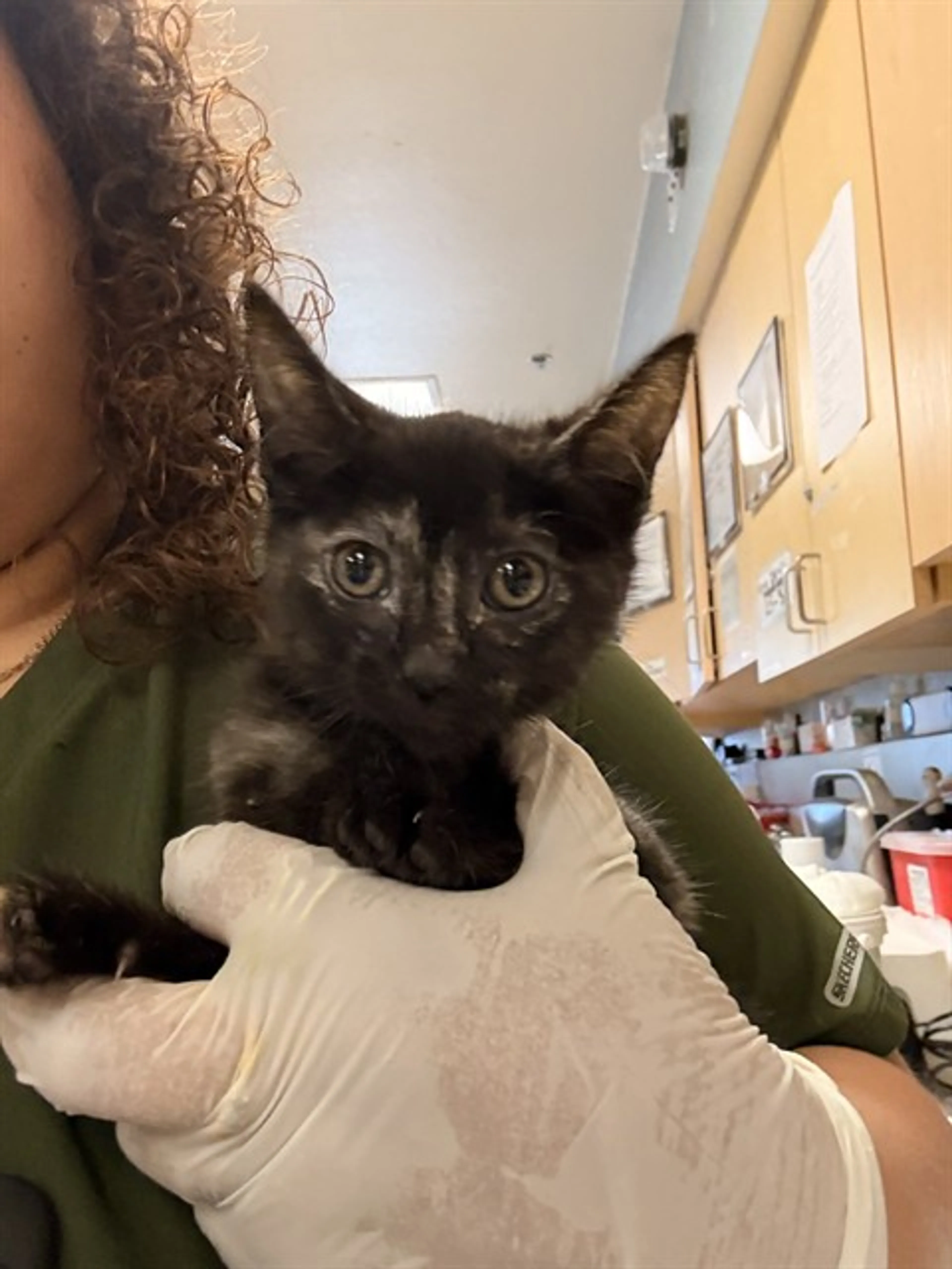 Found pet