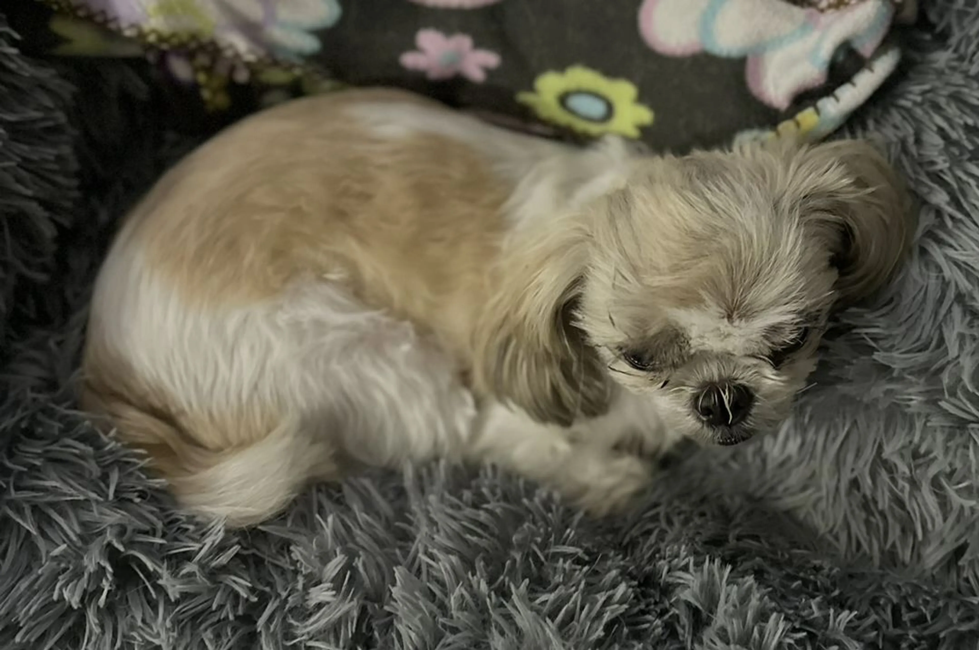 Lost pet-2