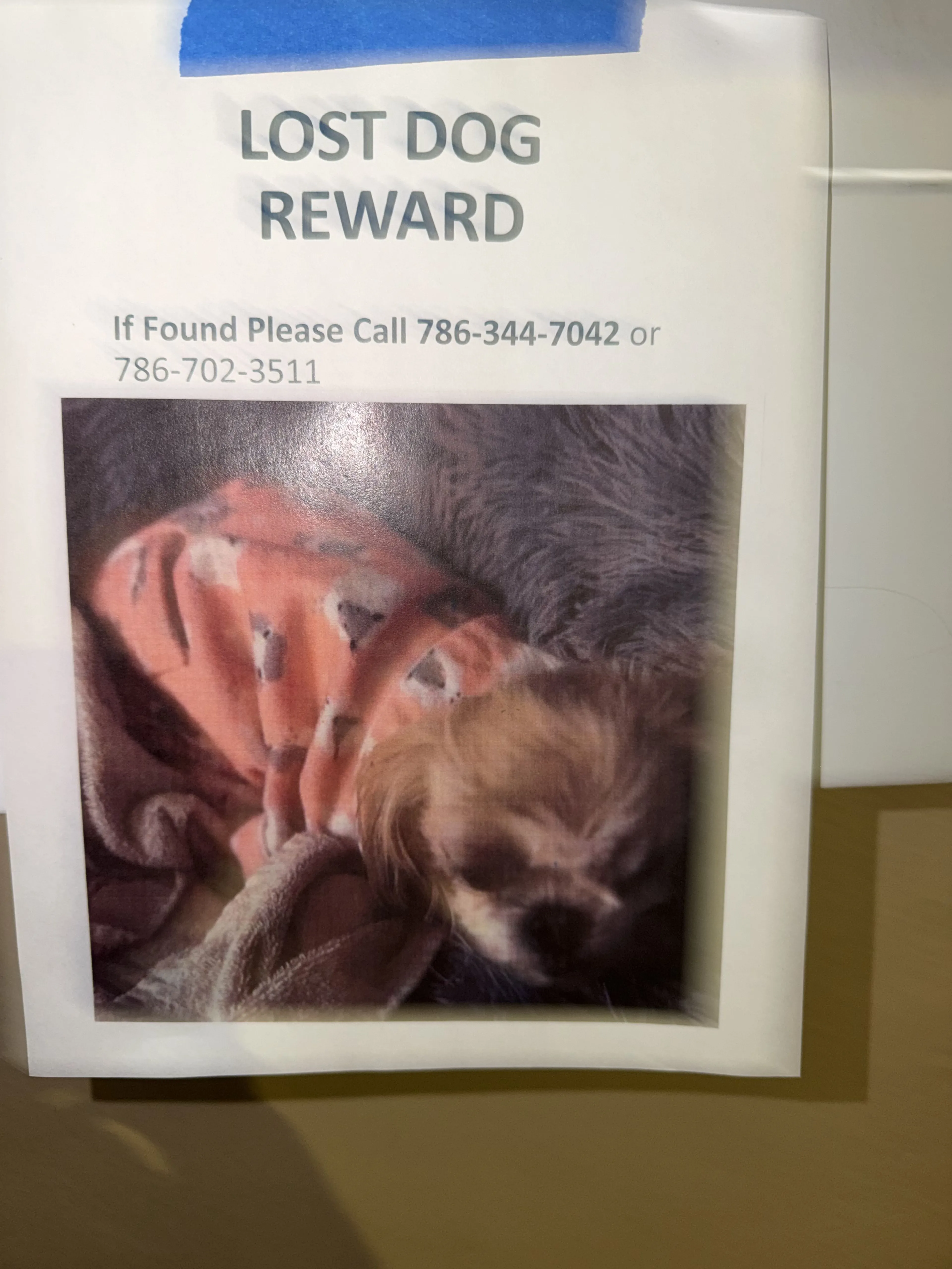 Lost pet-0