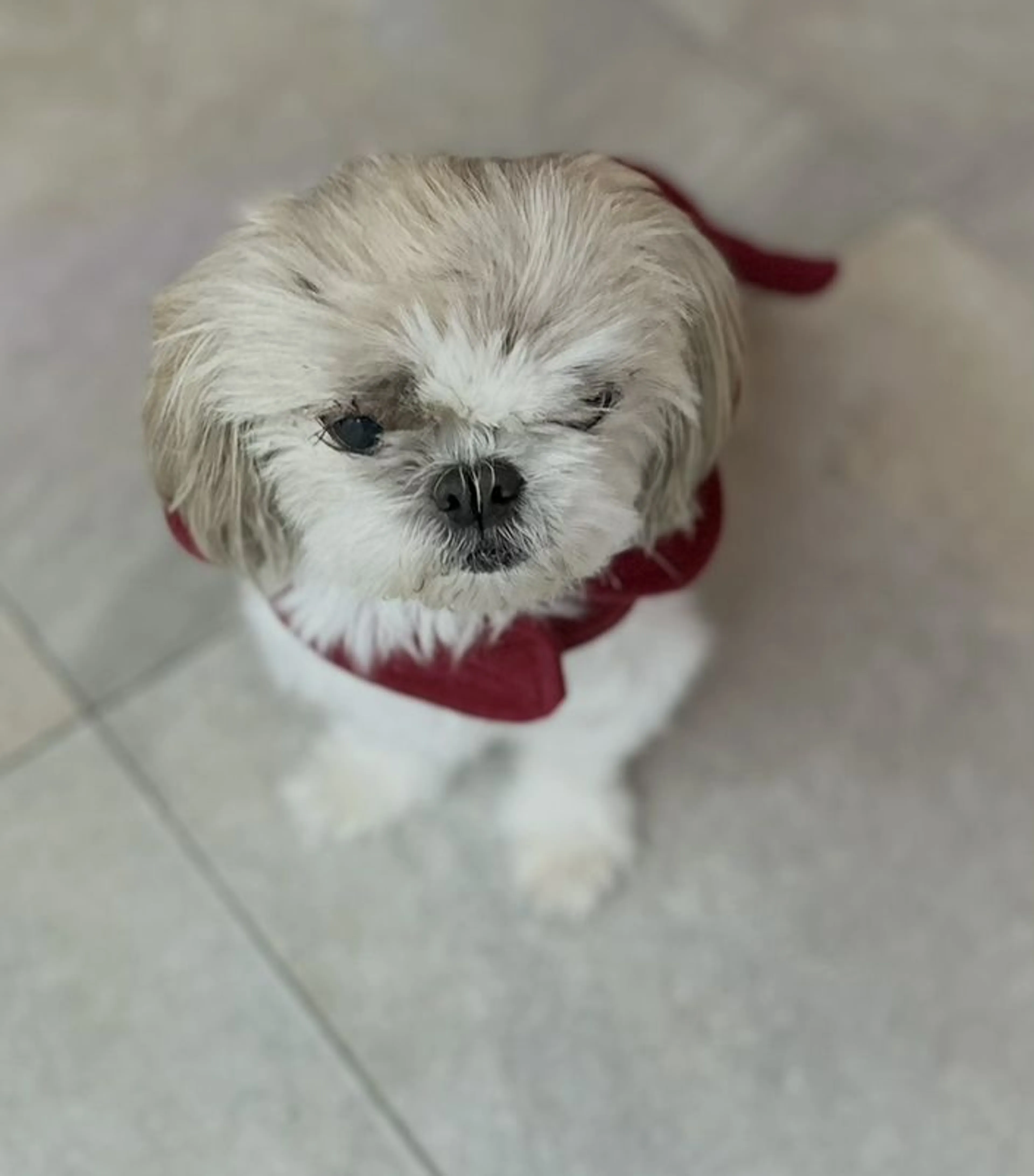Lost pet-1