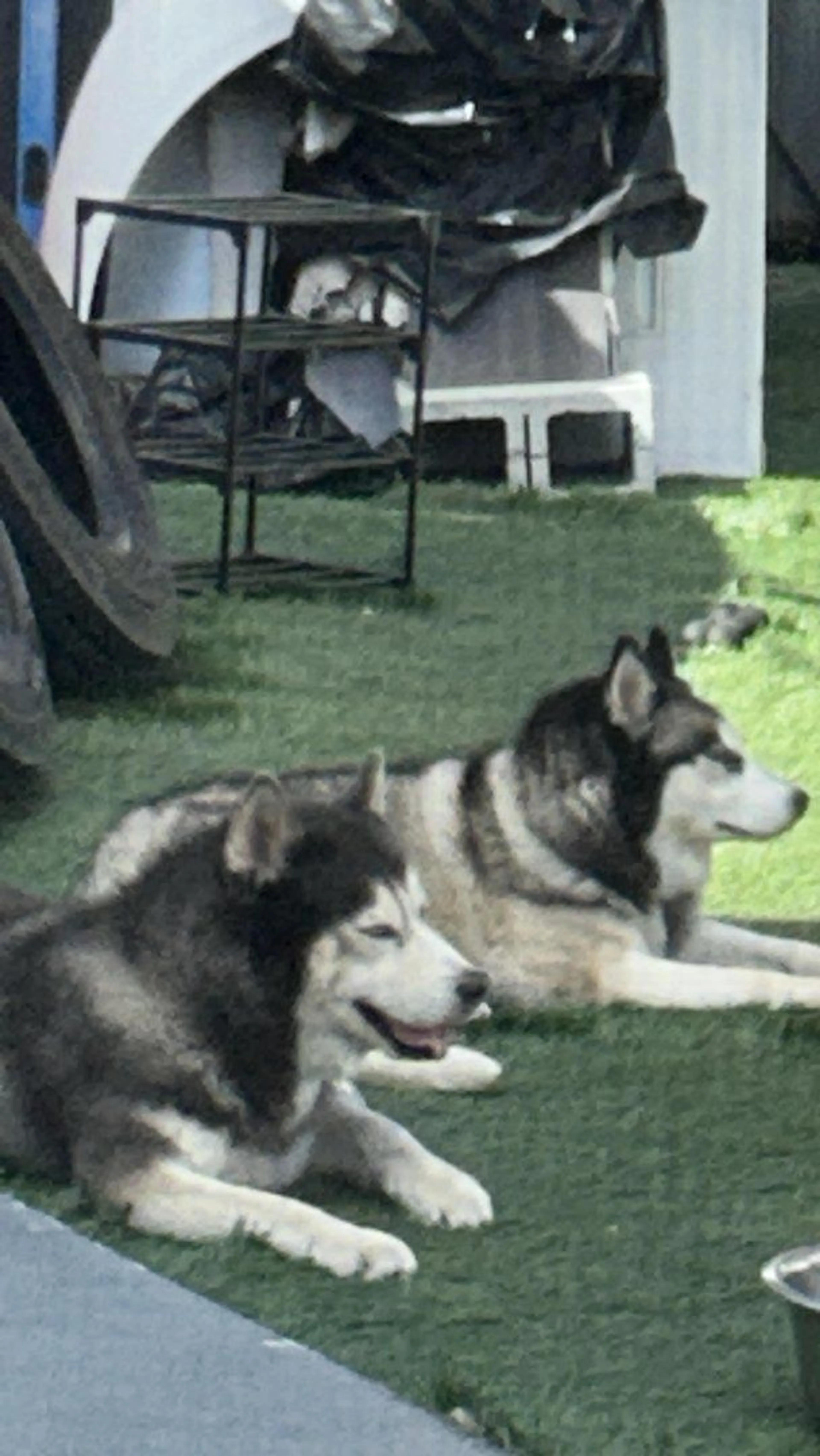 Lost pet-2
