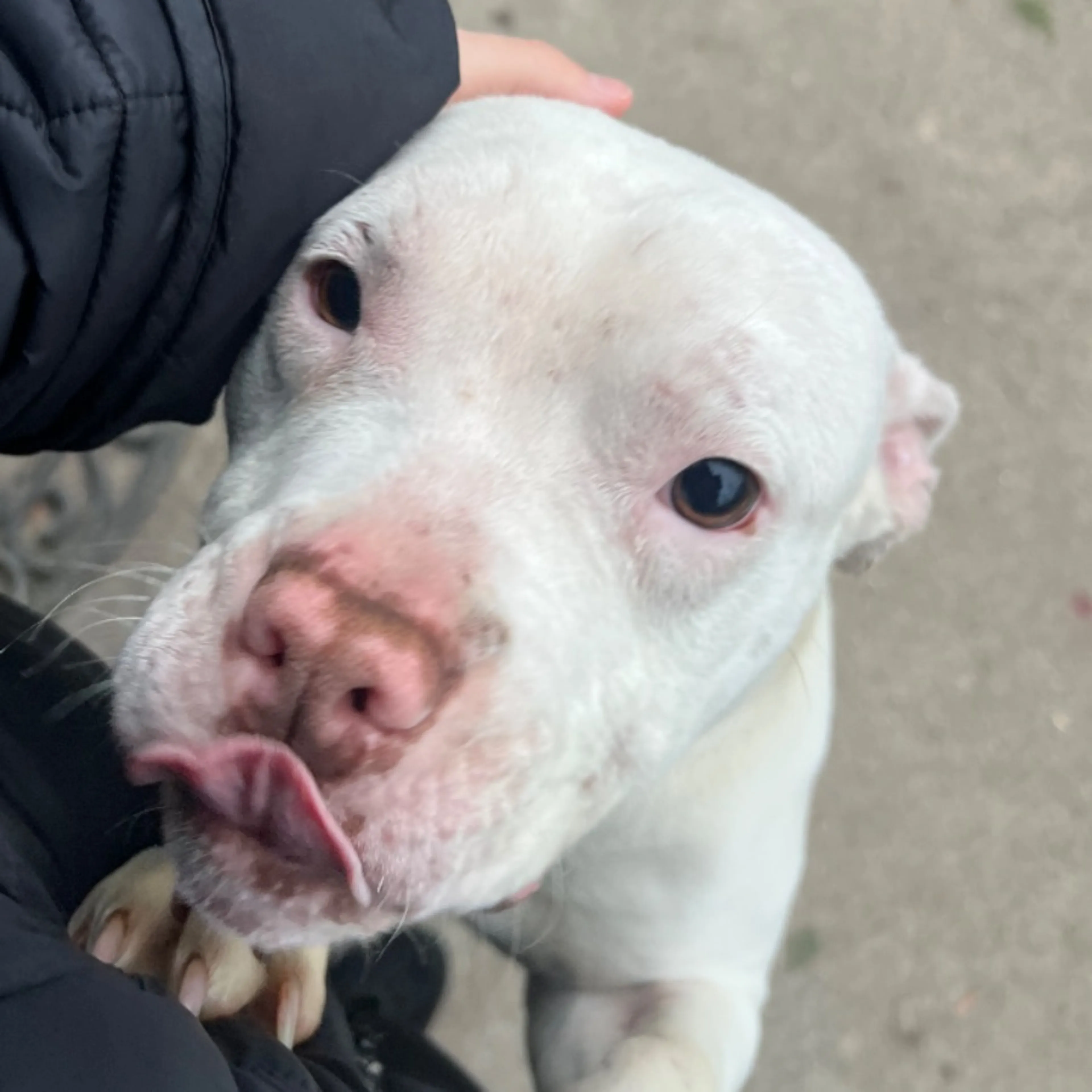 Found pet