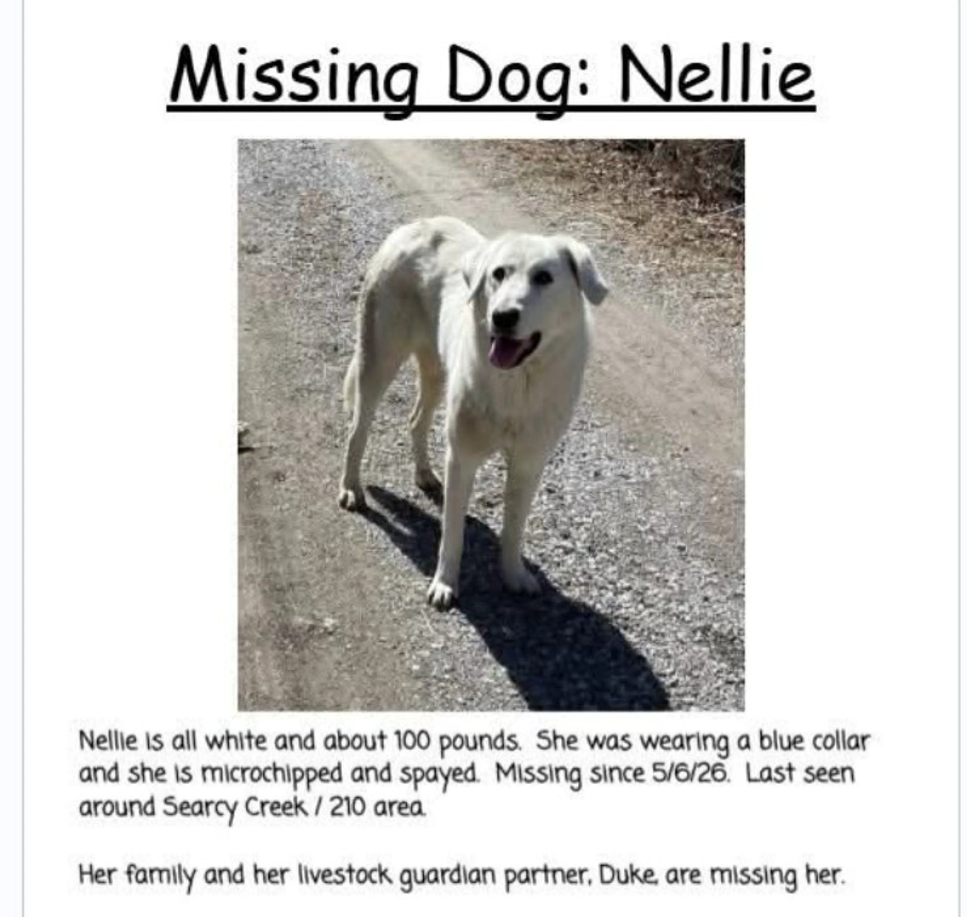 Lost pet