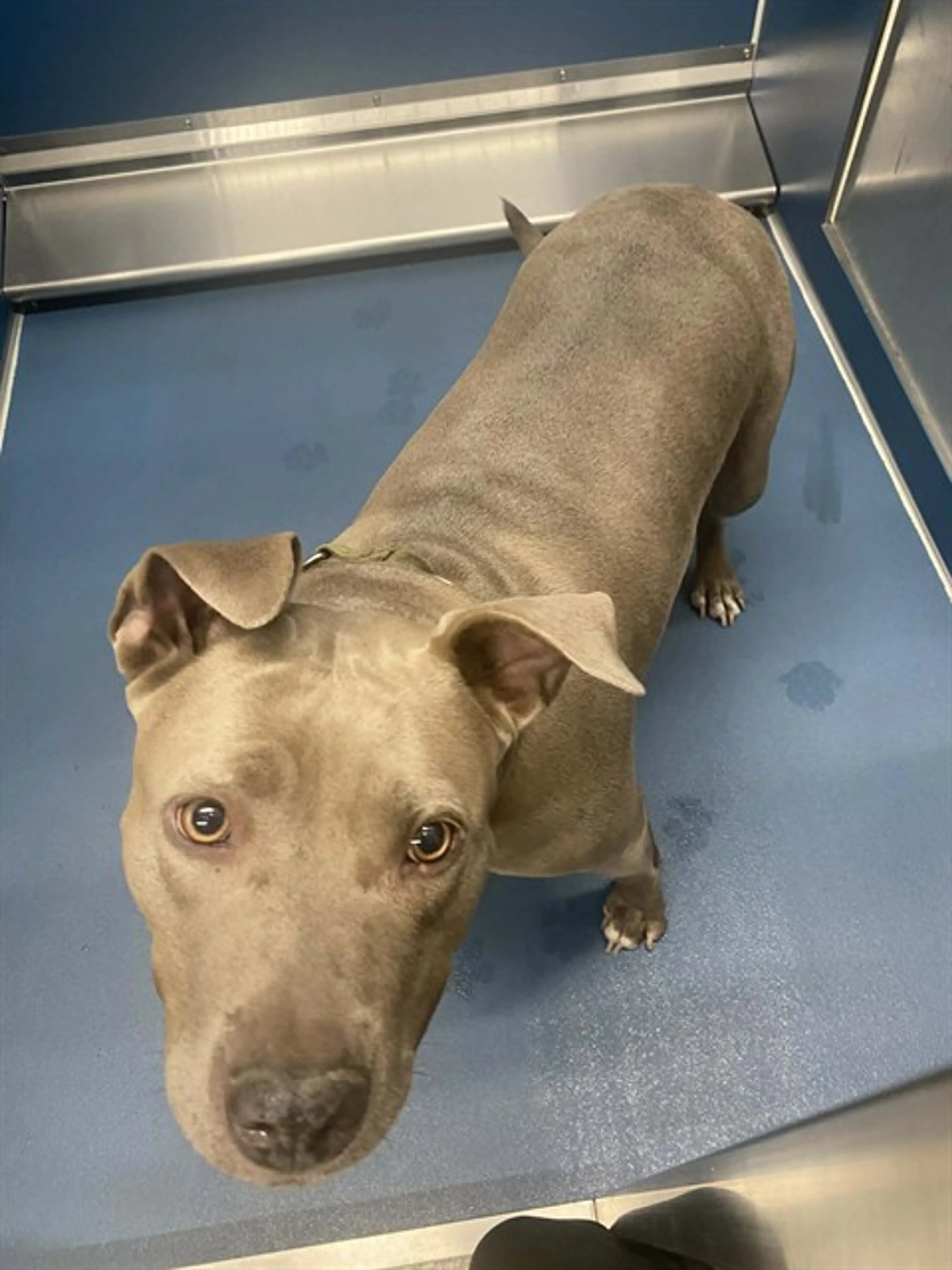 Found pet