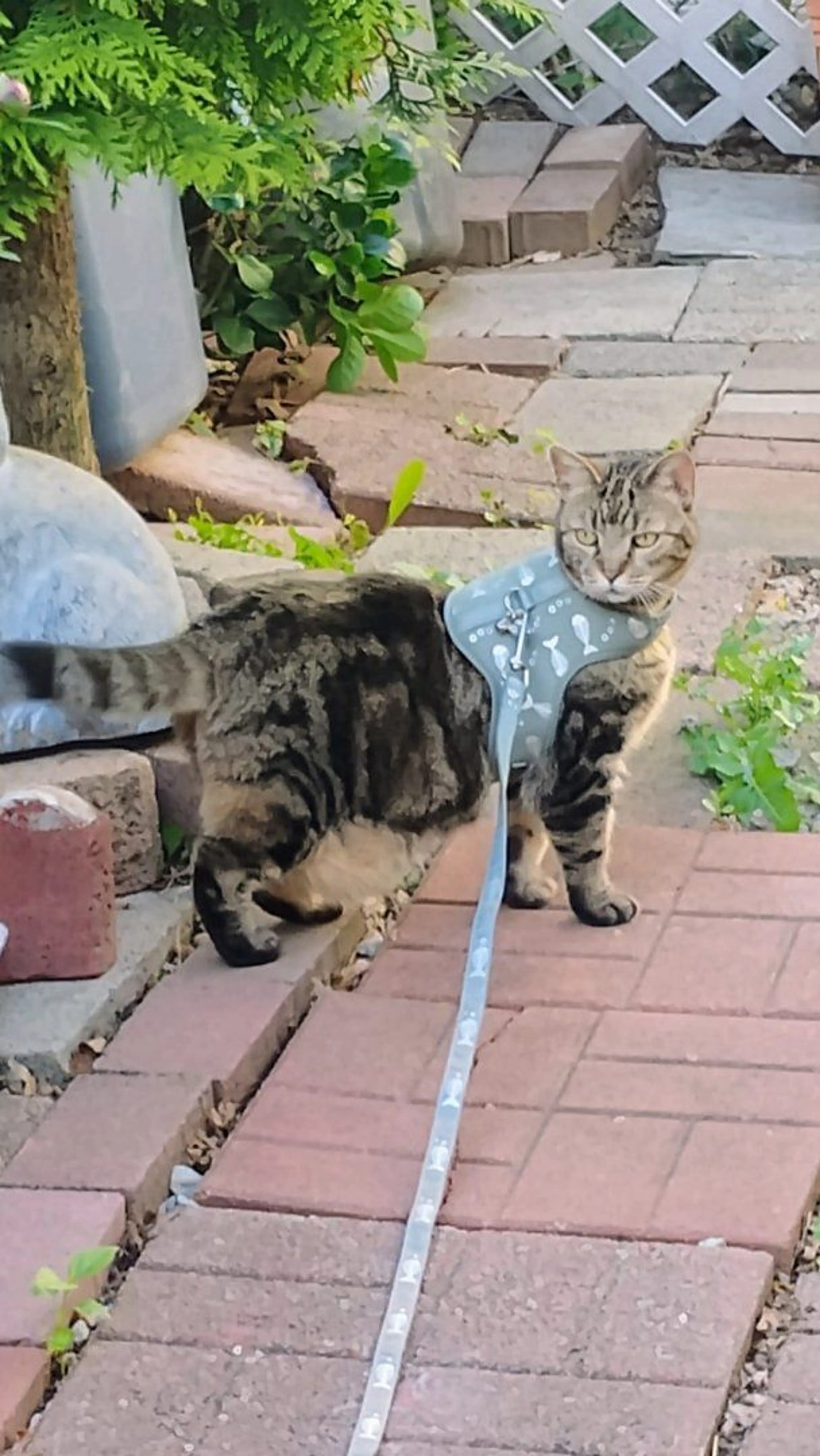 Lost pet-0