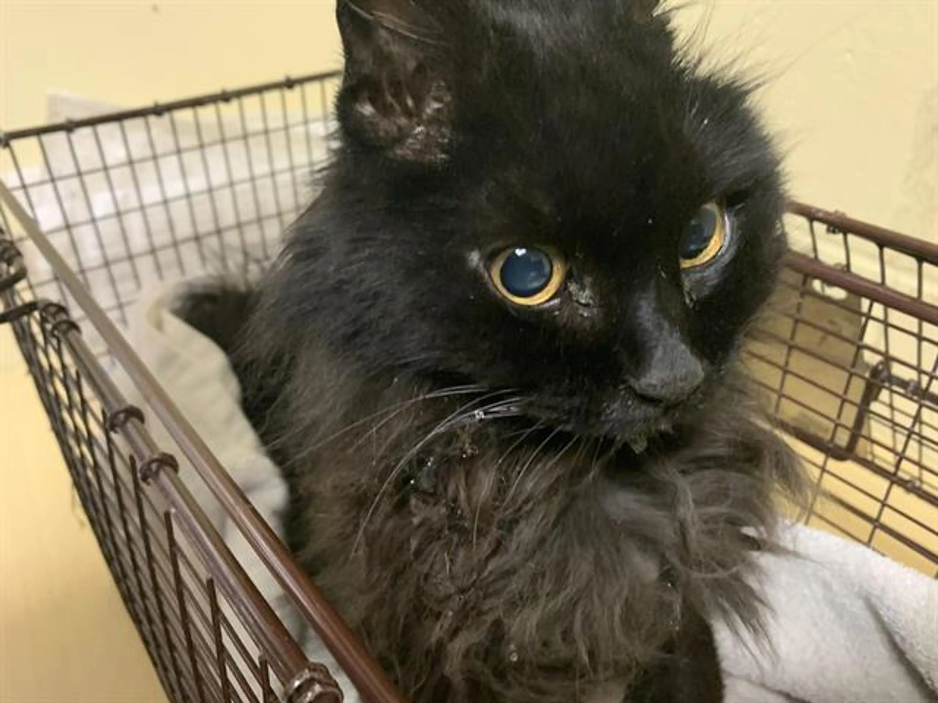 Found pet