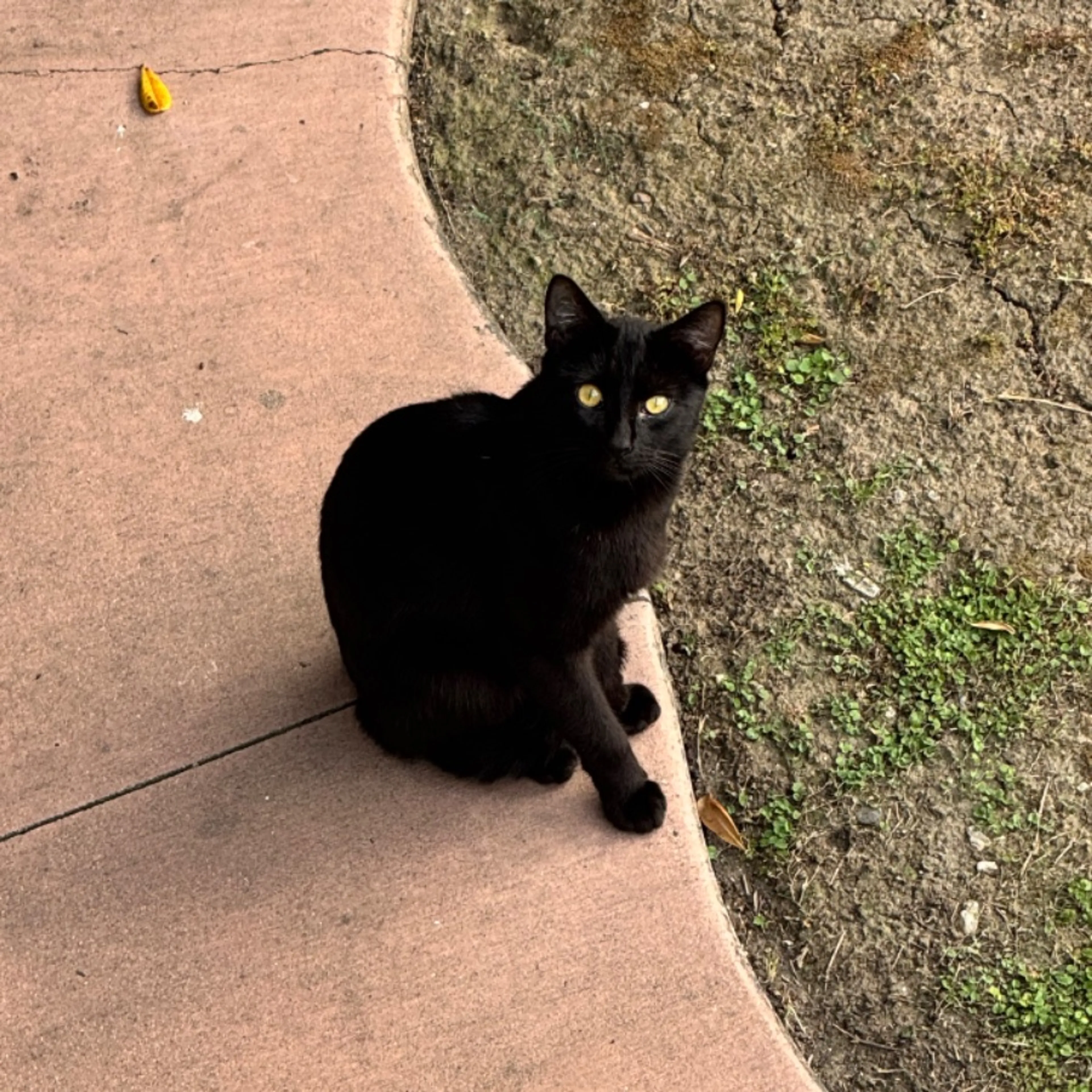 Found pet