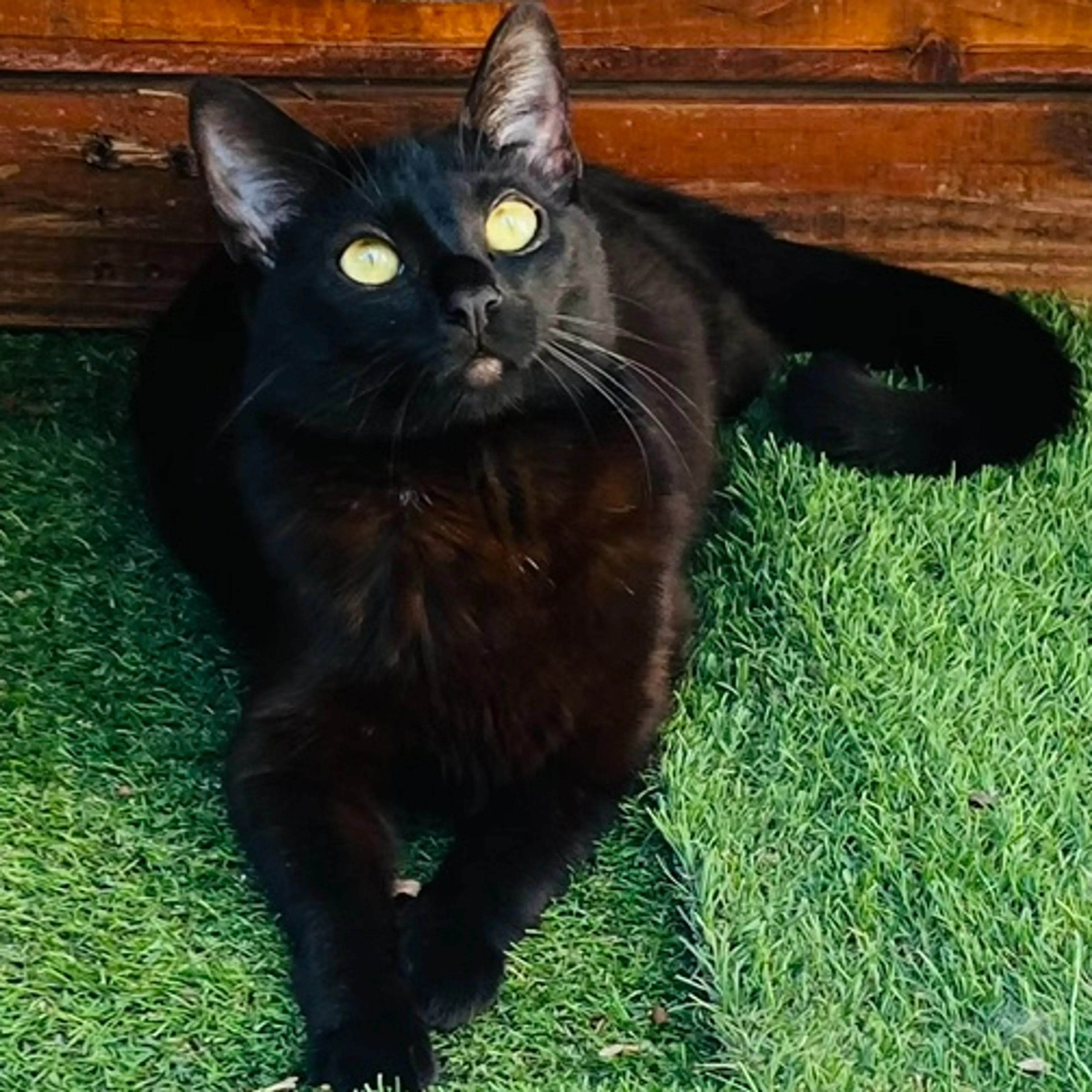 Lost pet-0