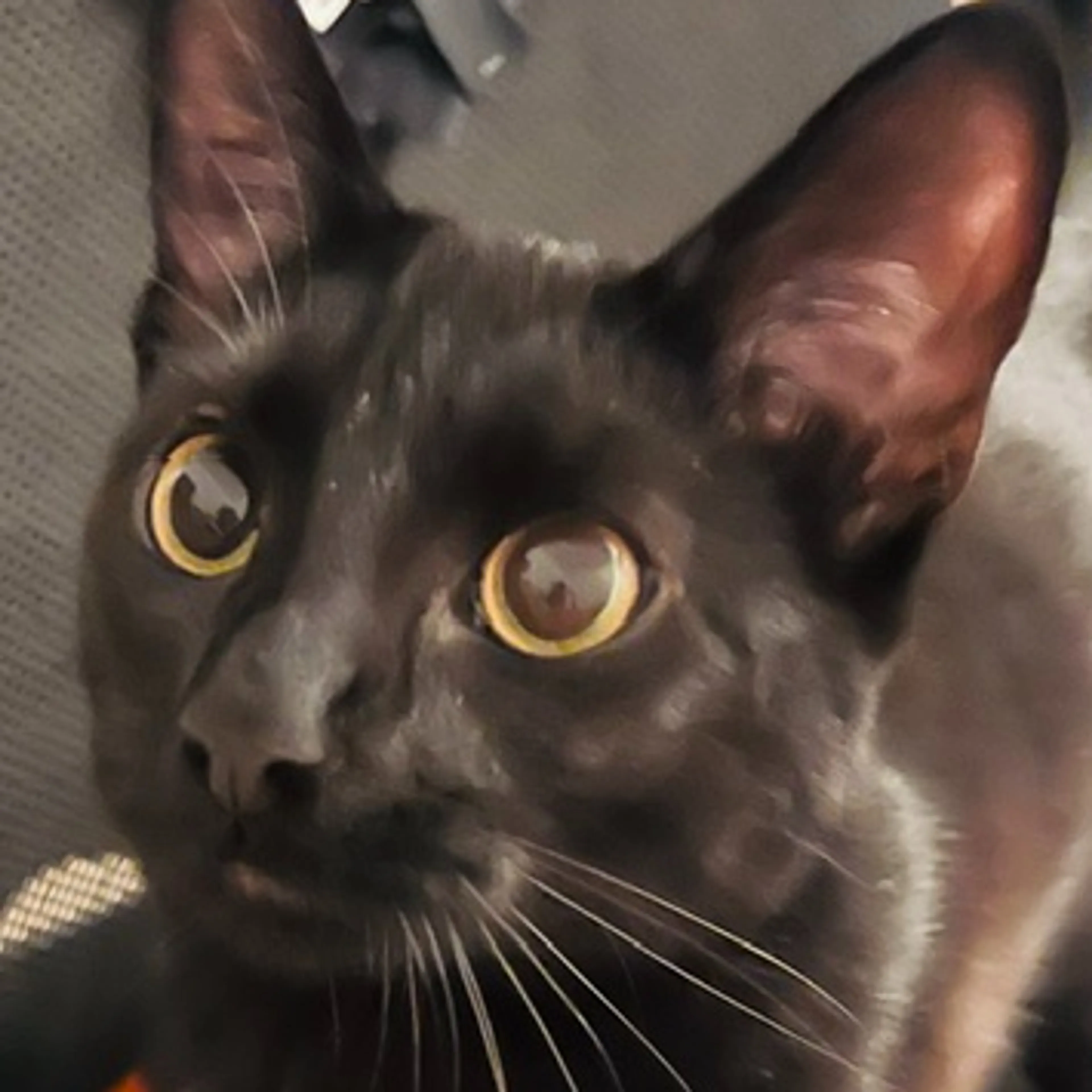 Lost pet-1