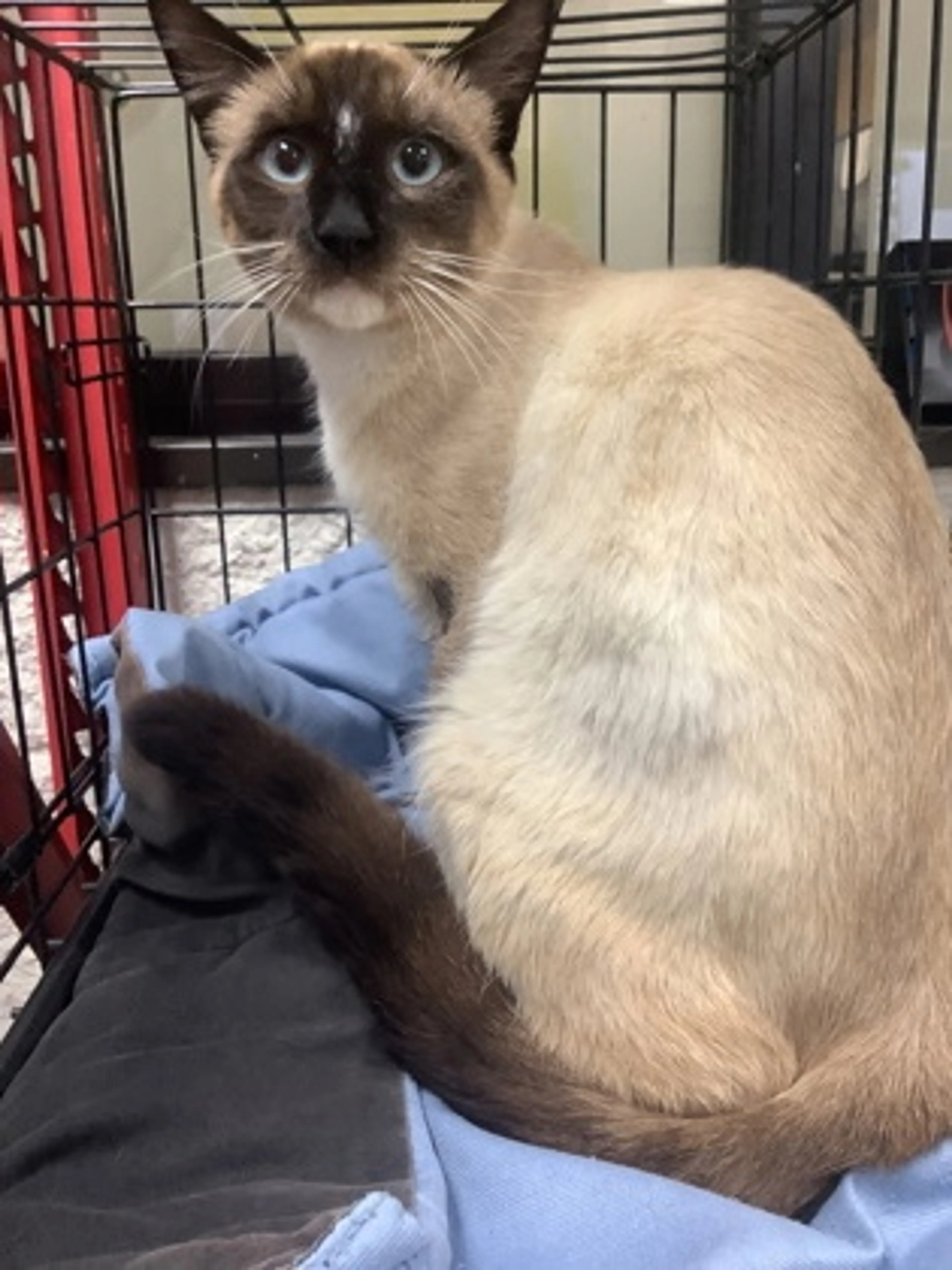 Found pet