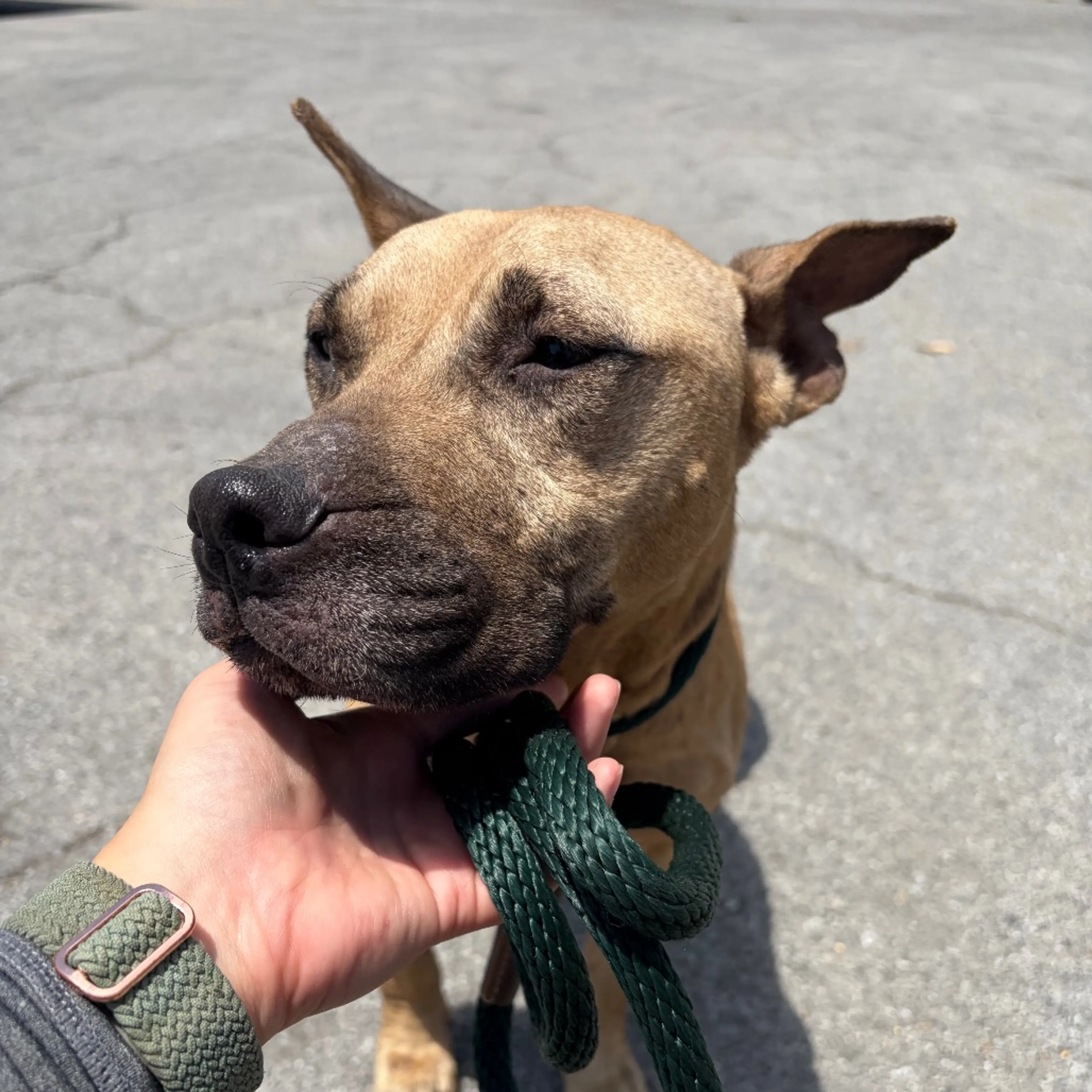 Found pet
