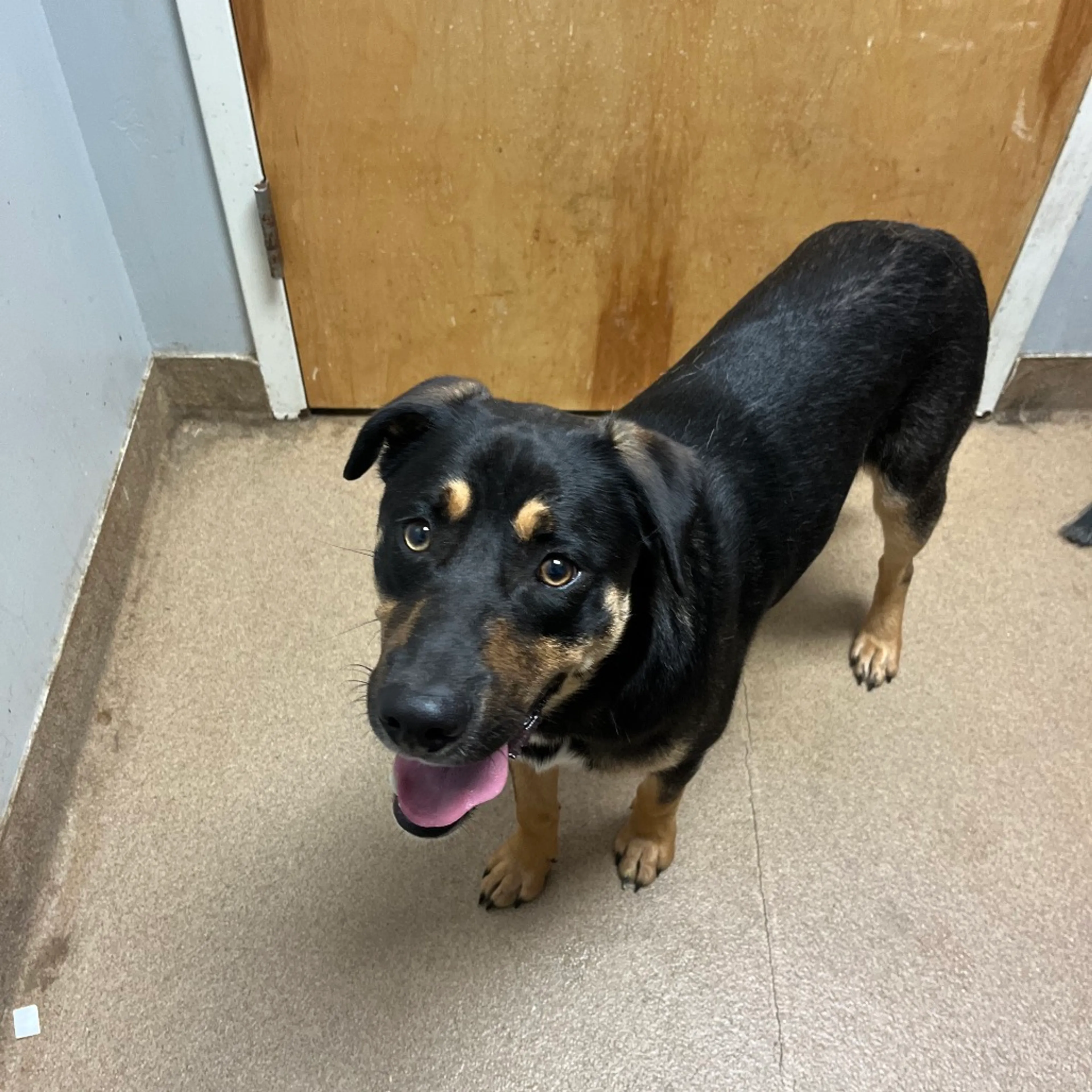 Found pet