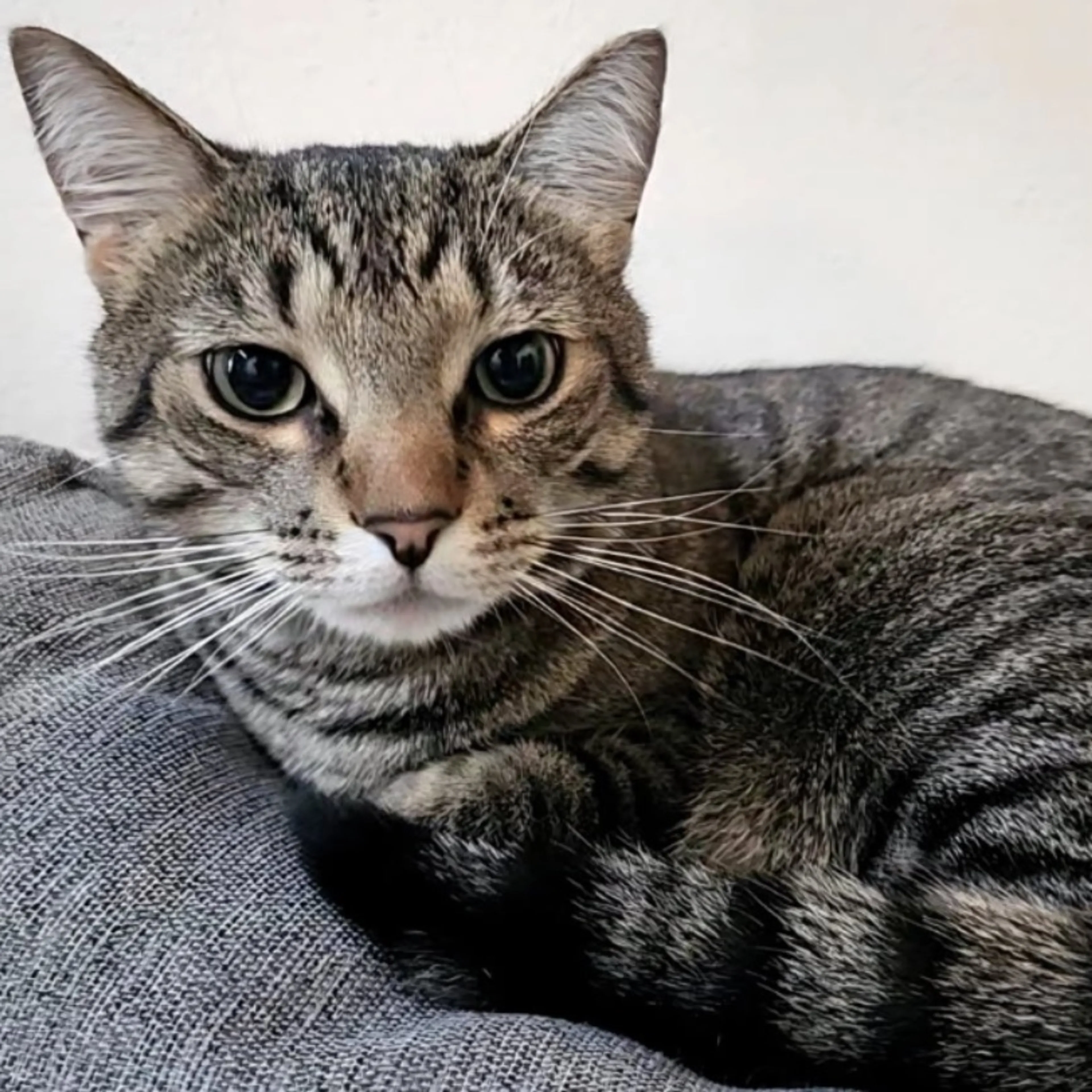 cdn image