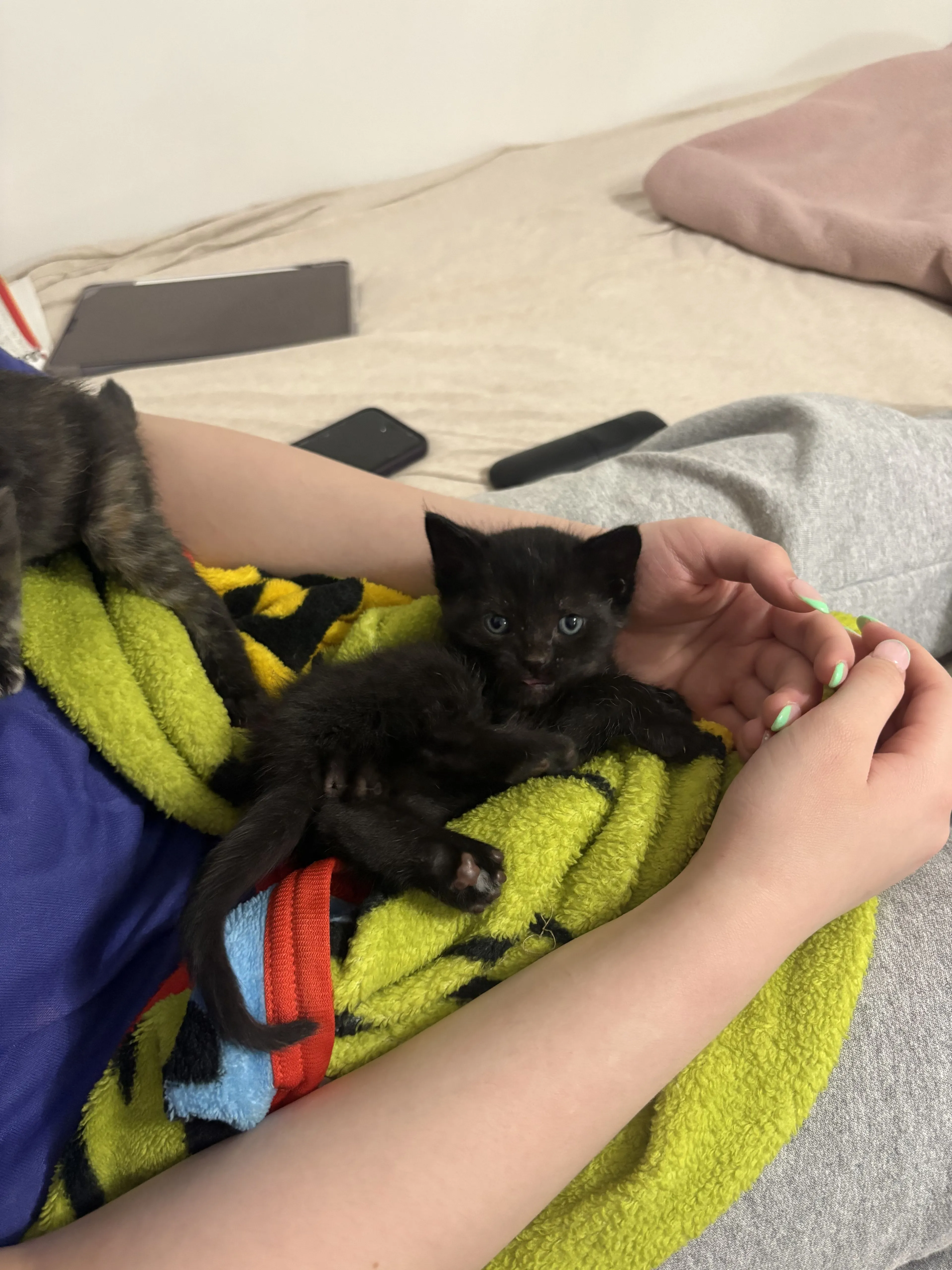 Lost pet-1