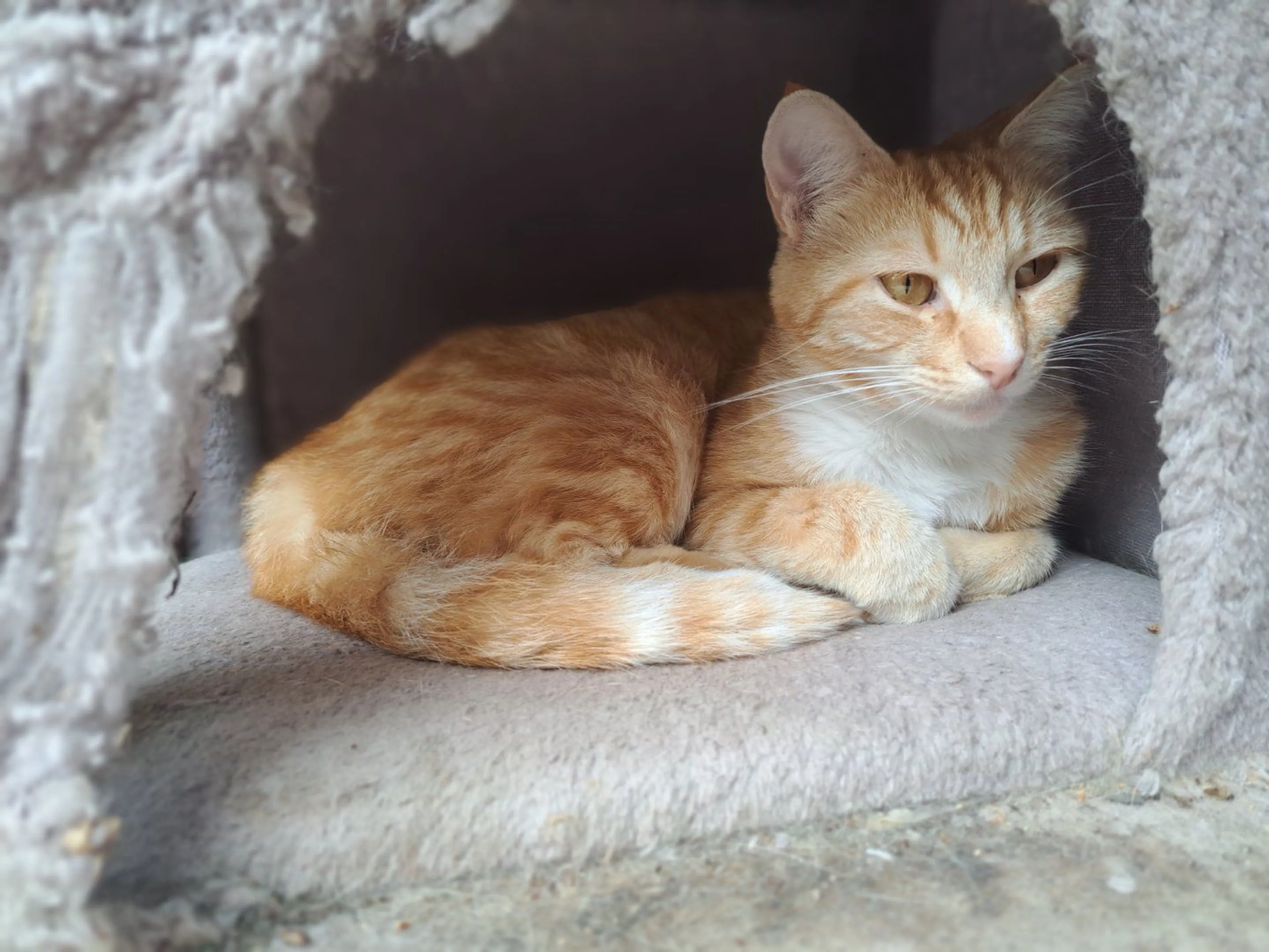 Lost pet-1