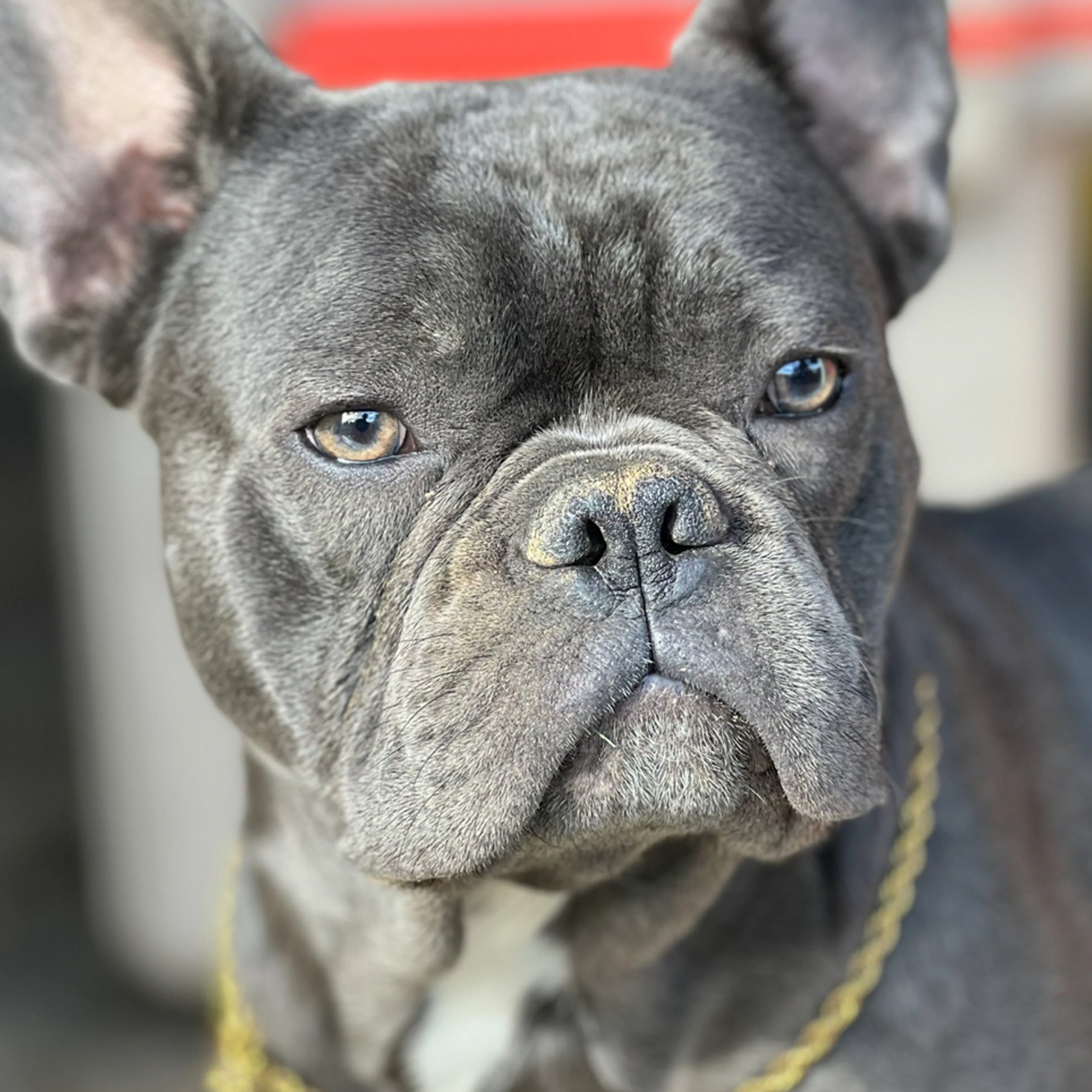 Lost pet-2