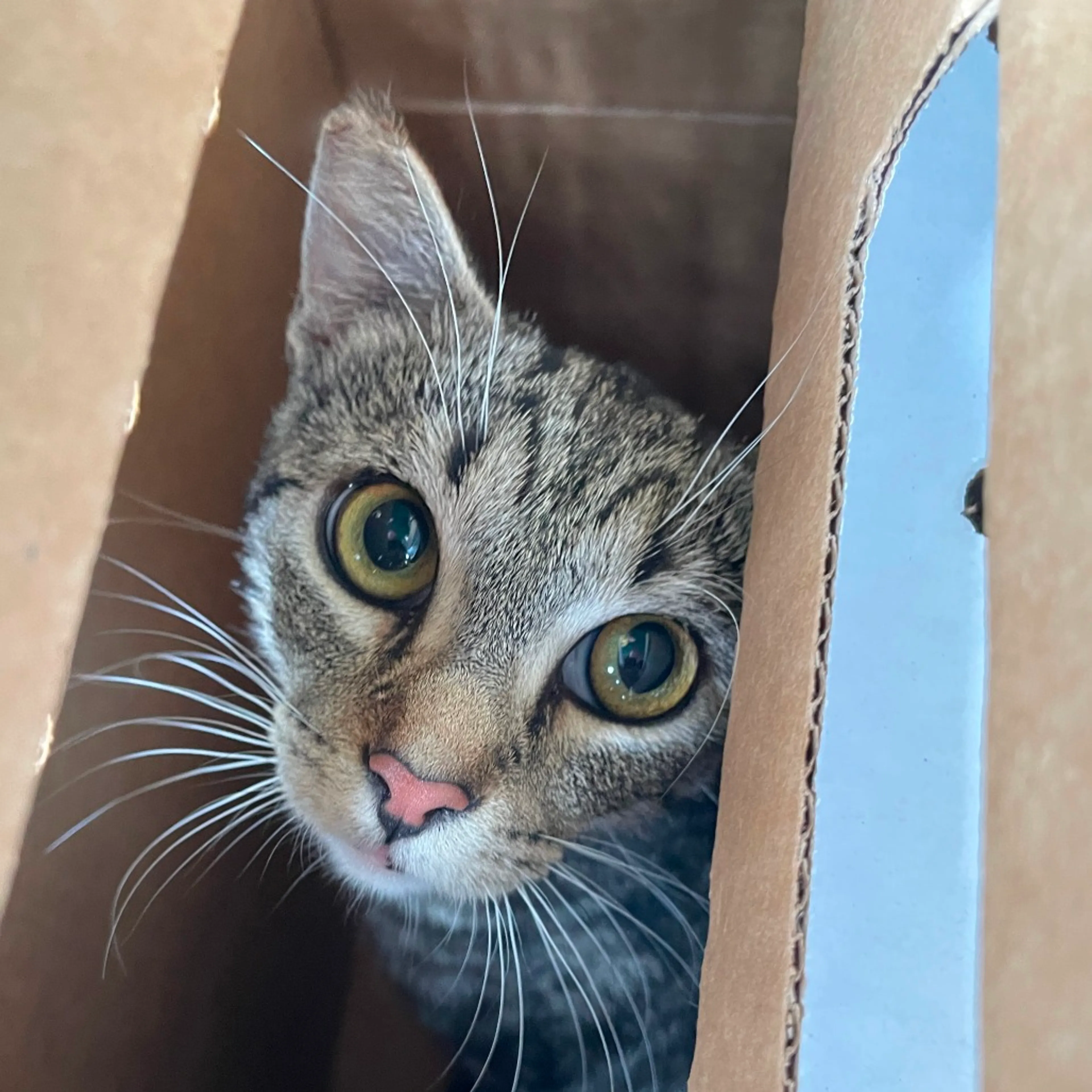 Found pet