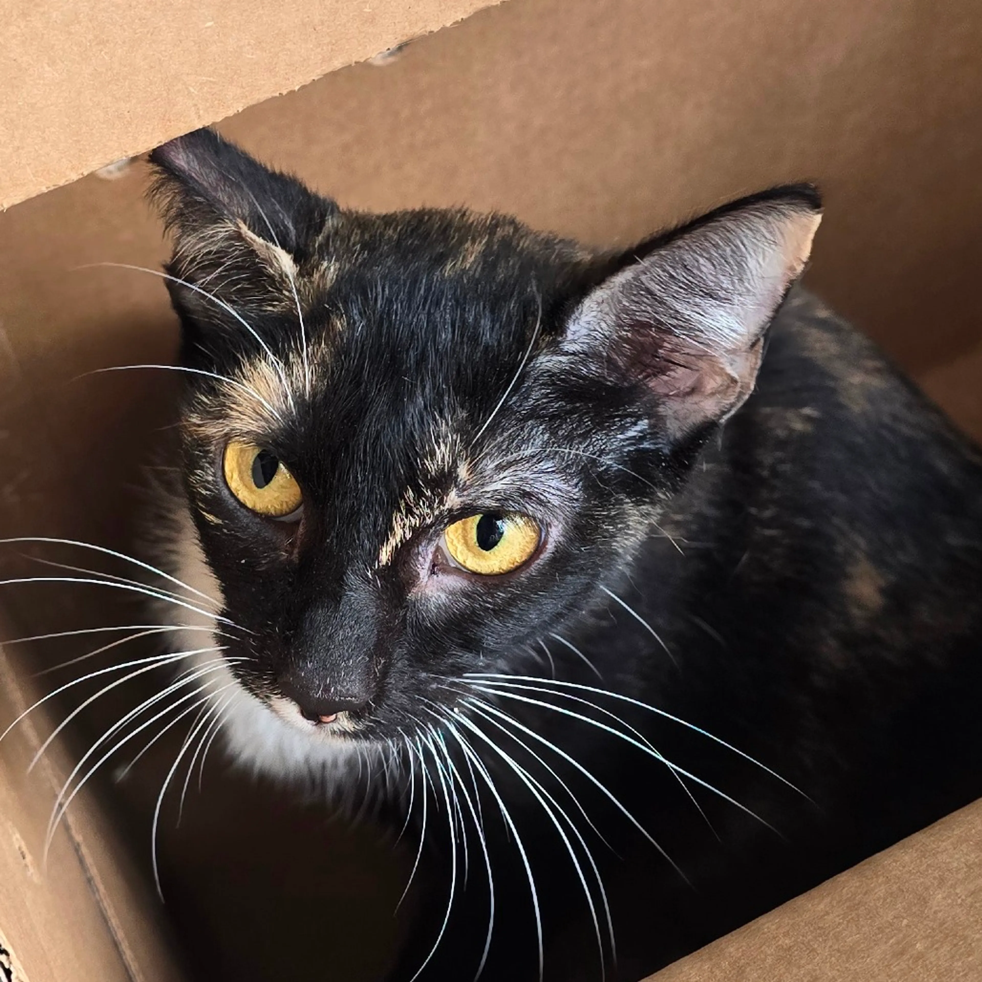 Found pet