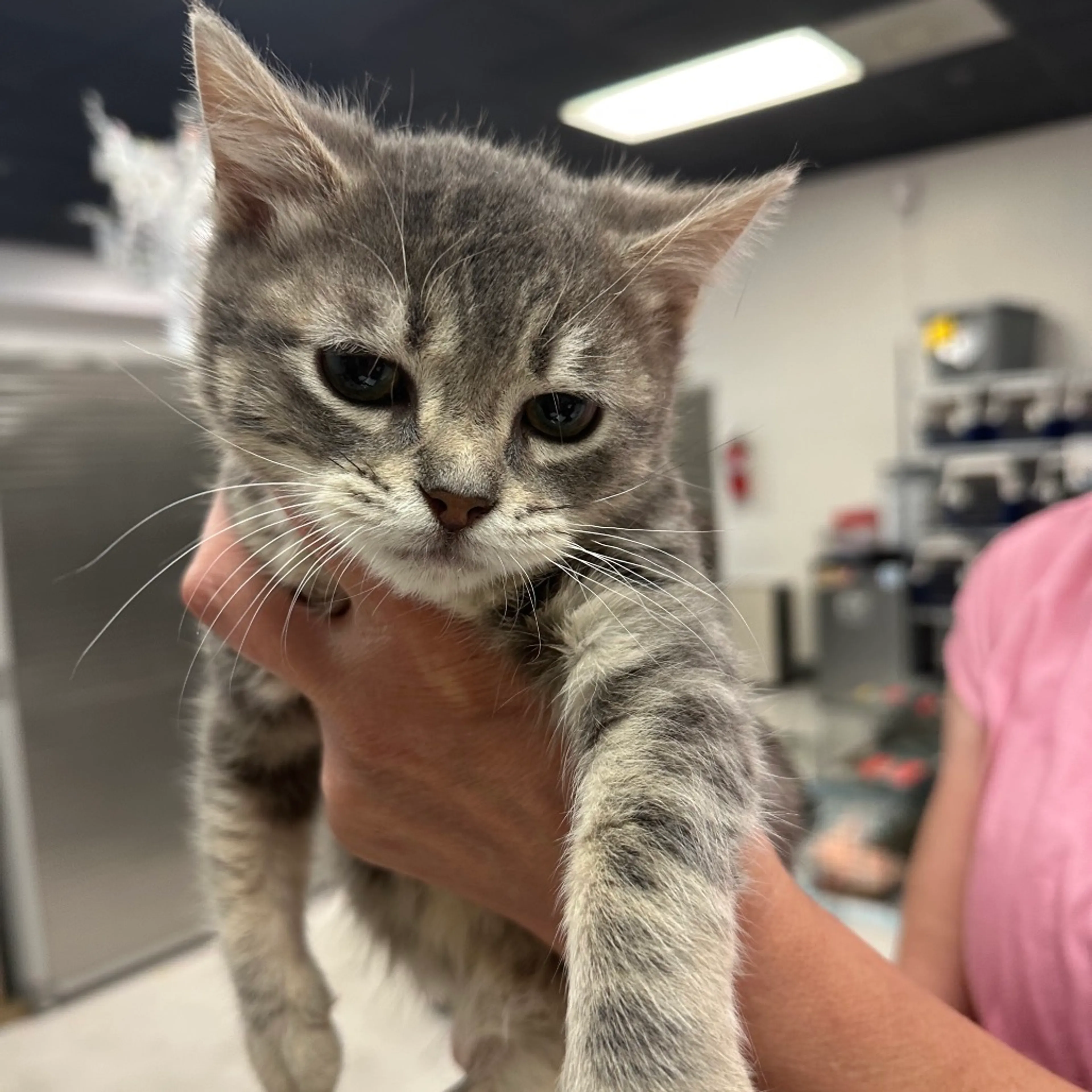 Found pet
