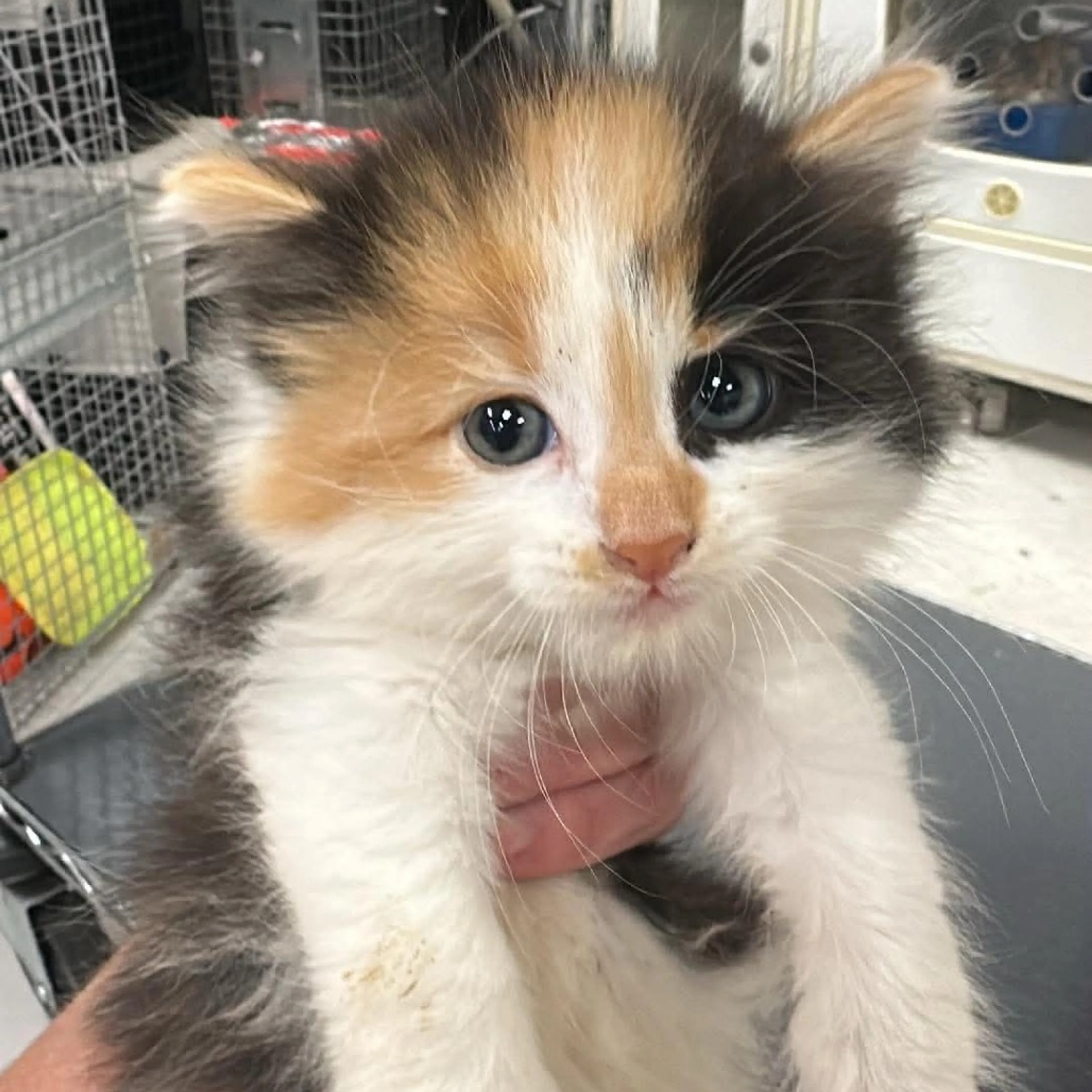 Found pet