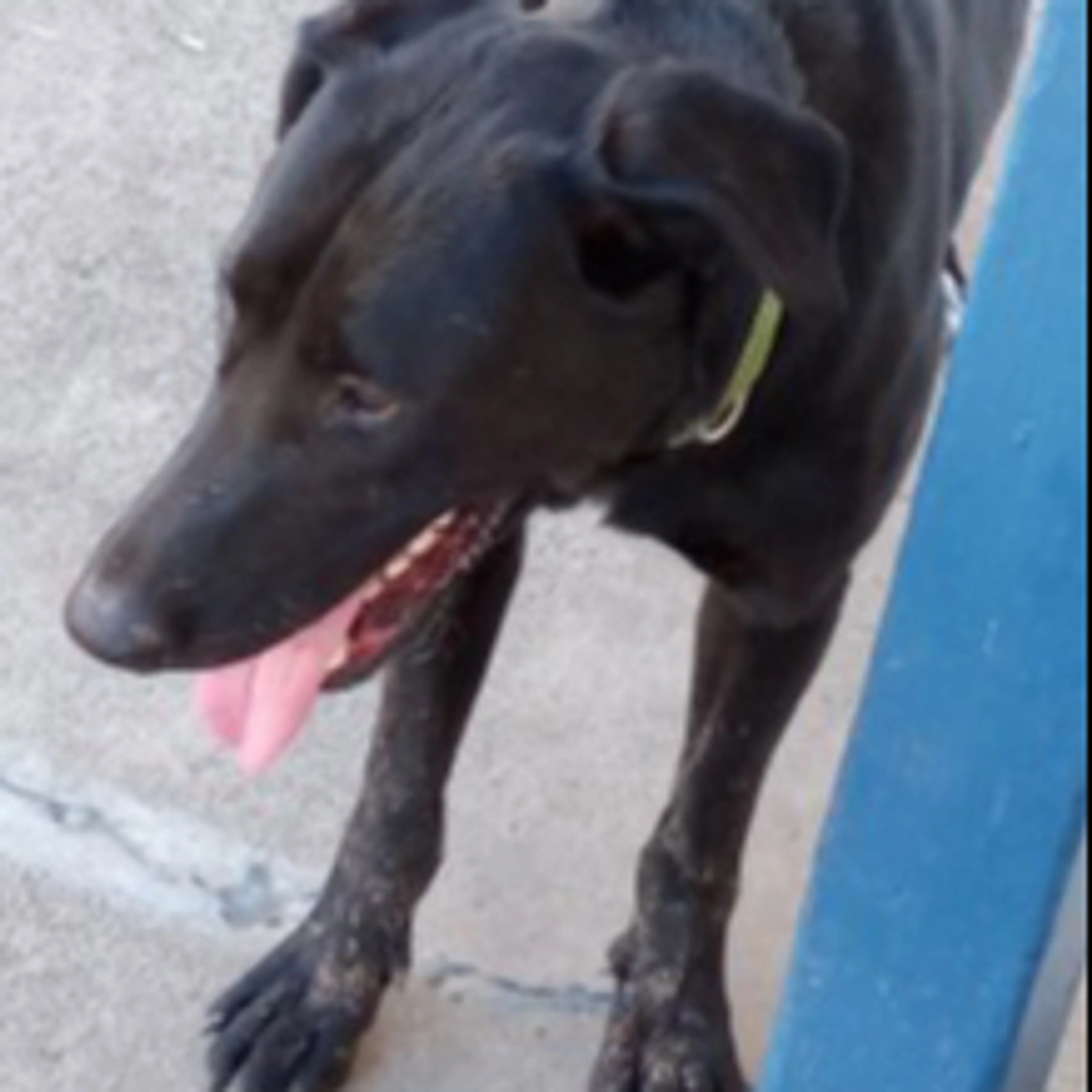 Lost pet-1