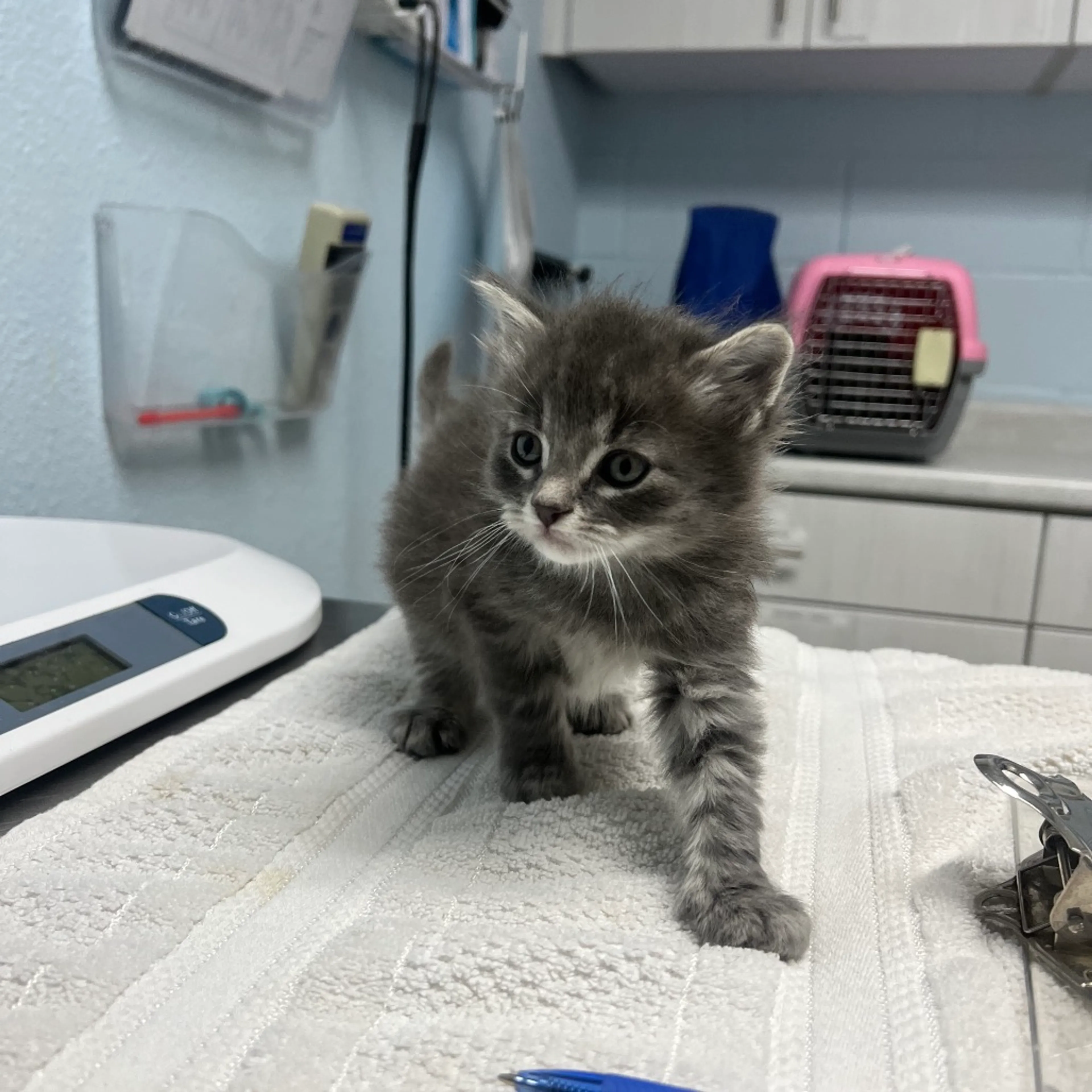 Found pet