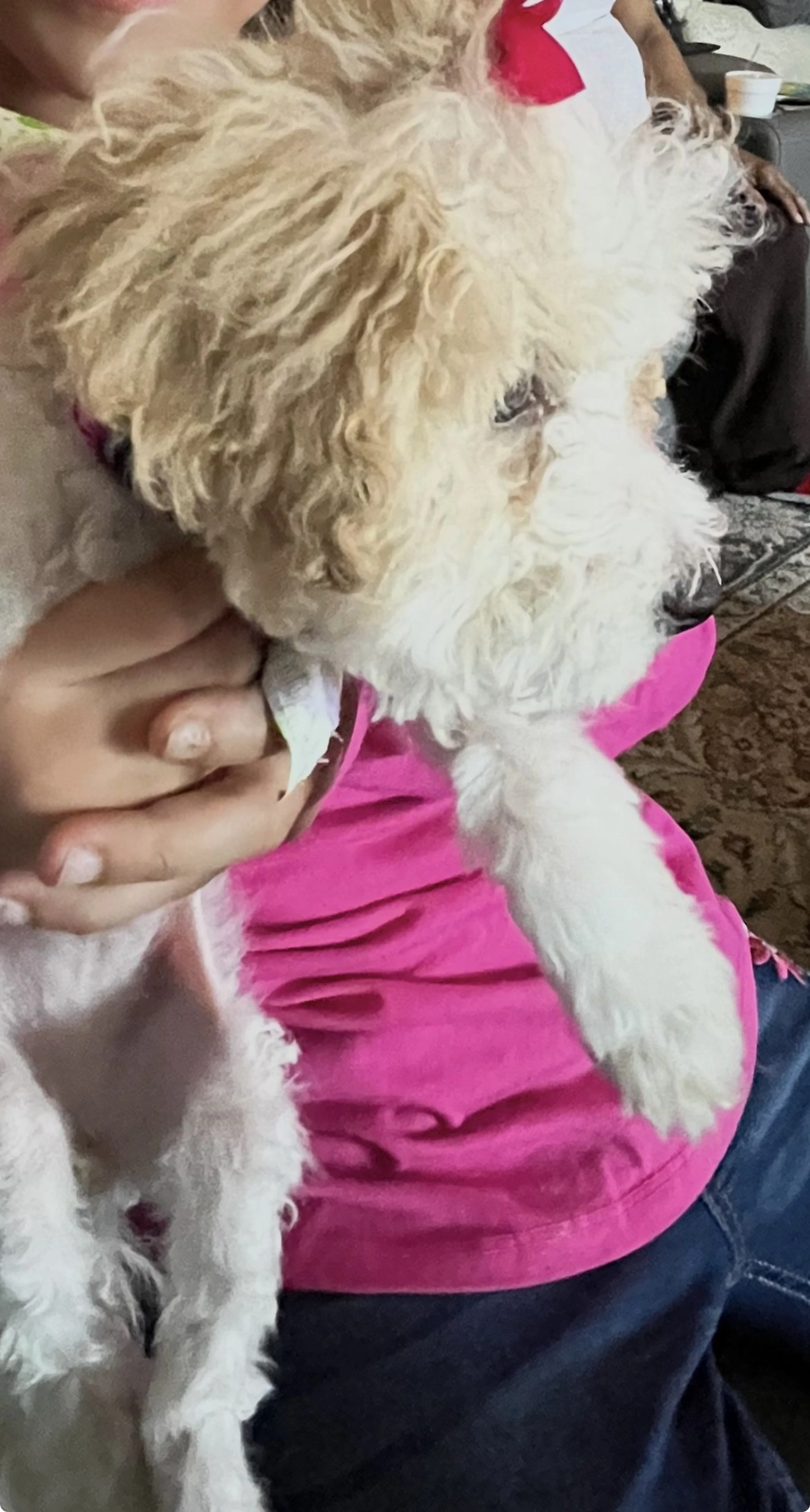 Lost pet-1