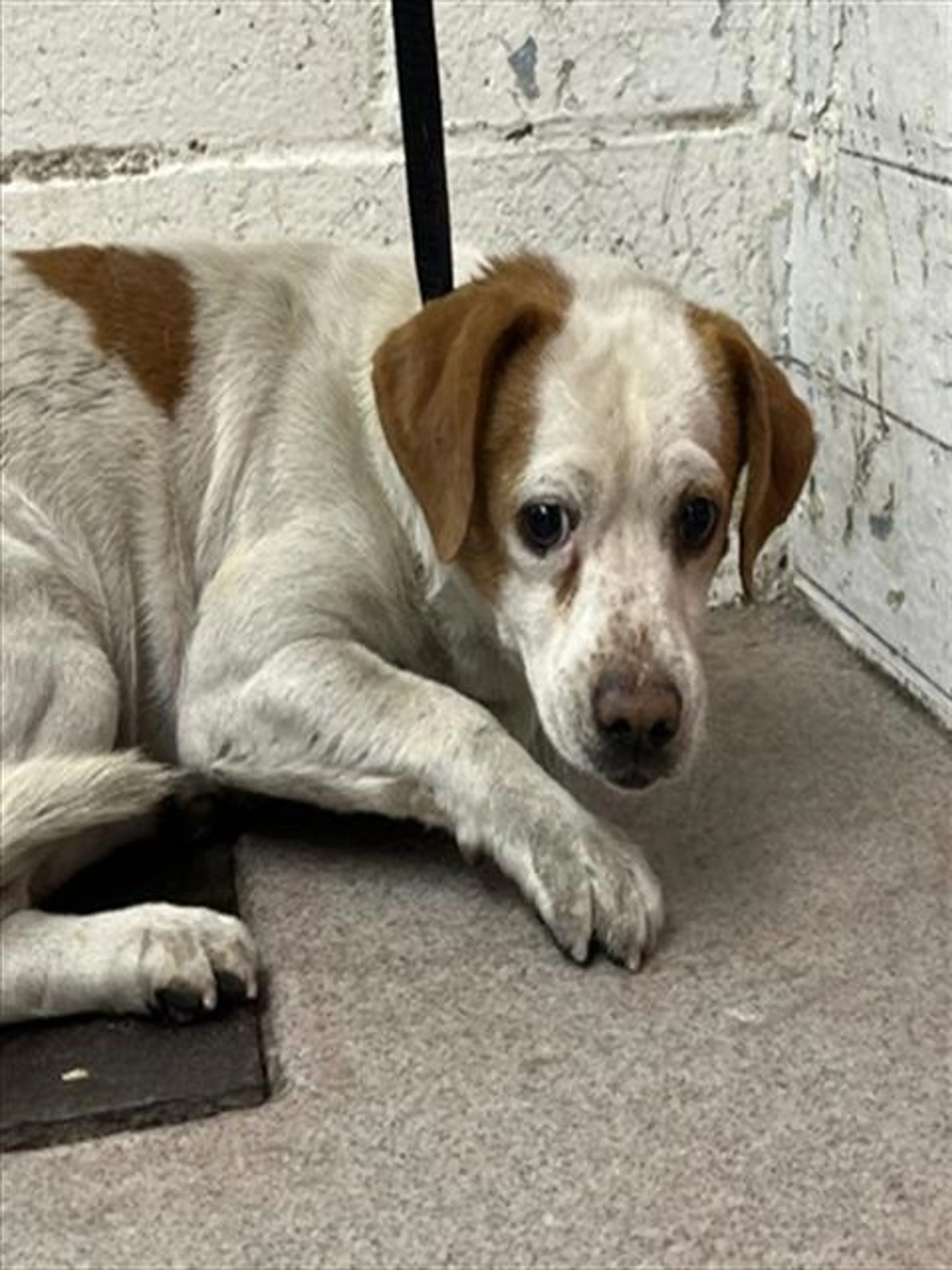 cdn image