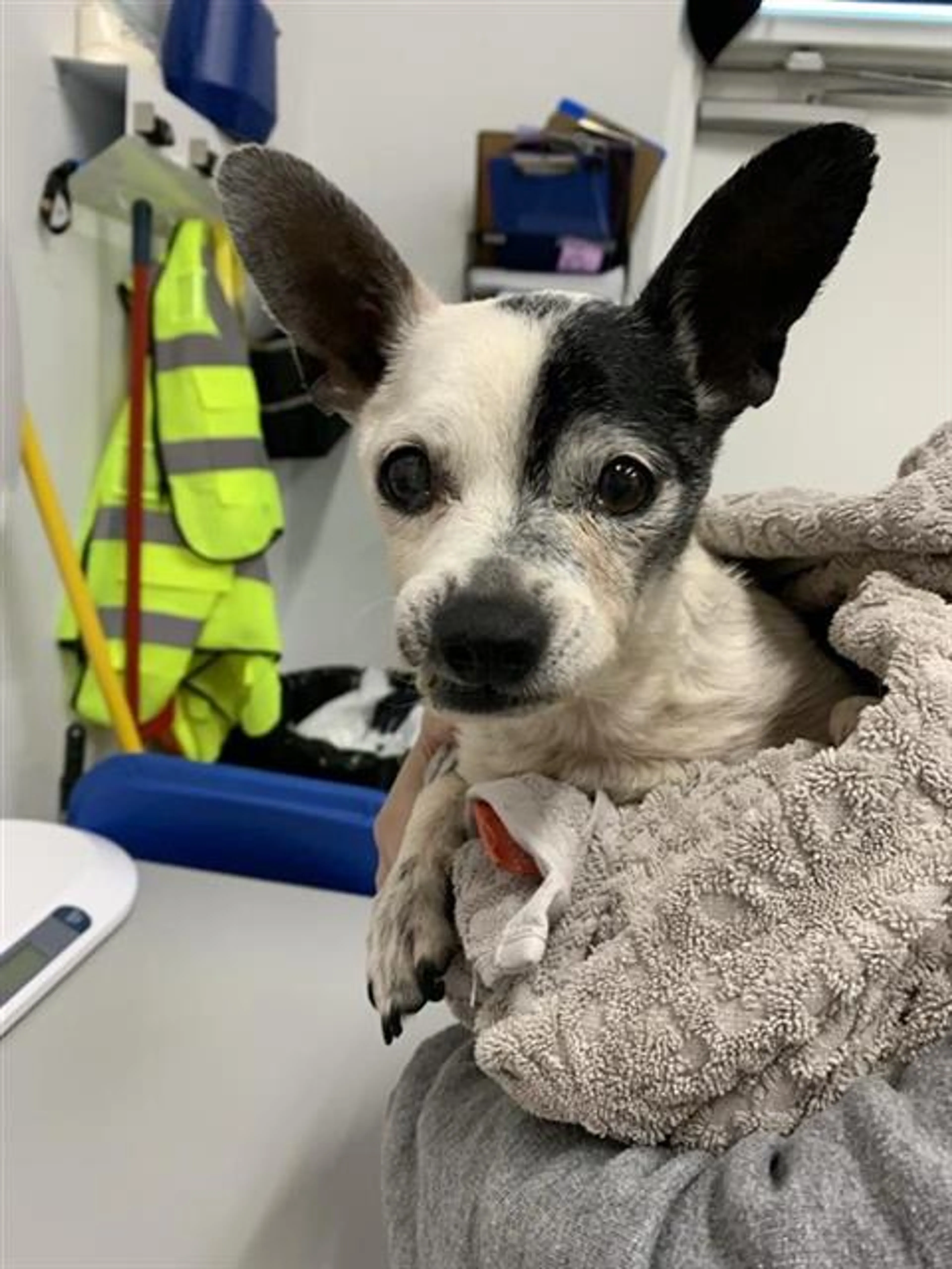 Found pet