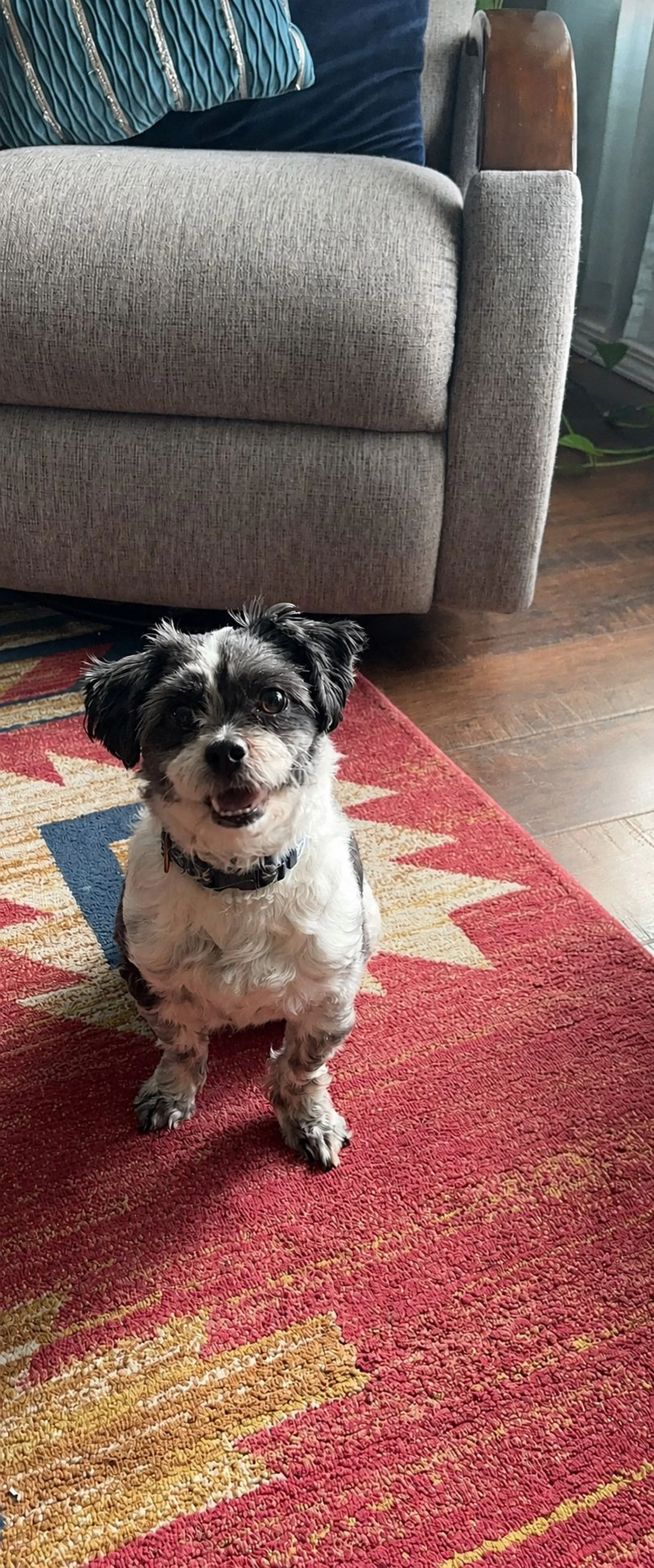 Lost pet-1