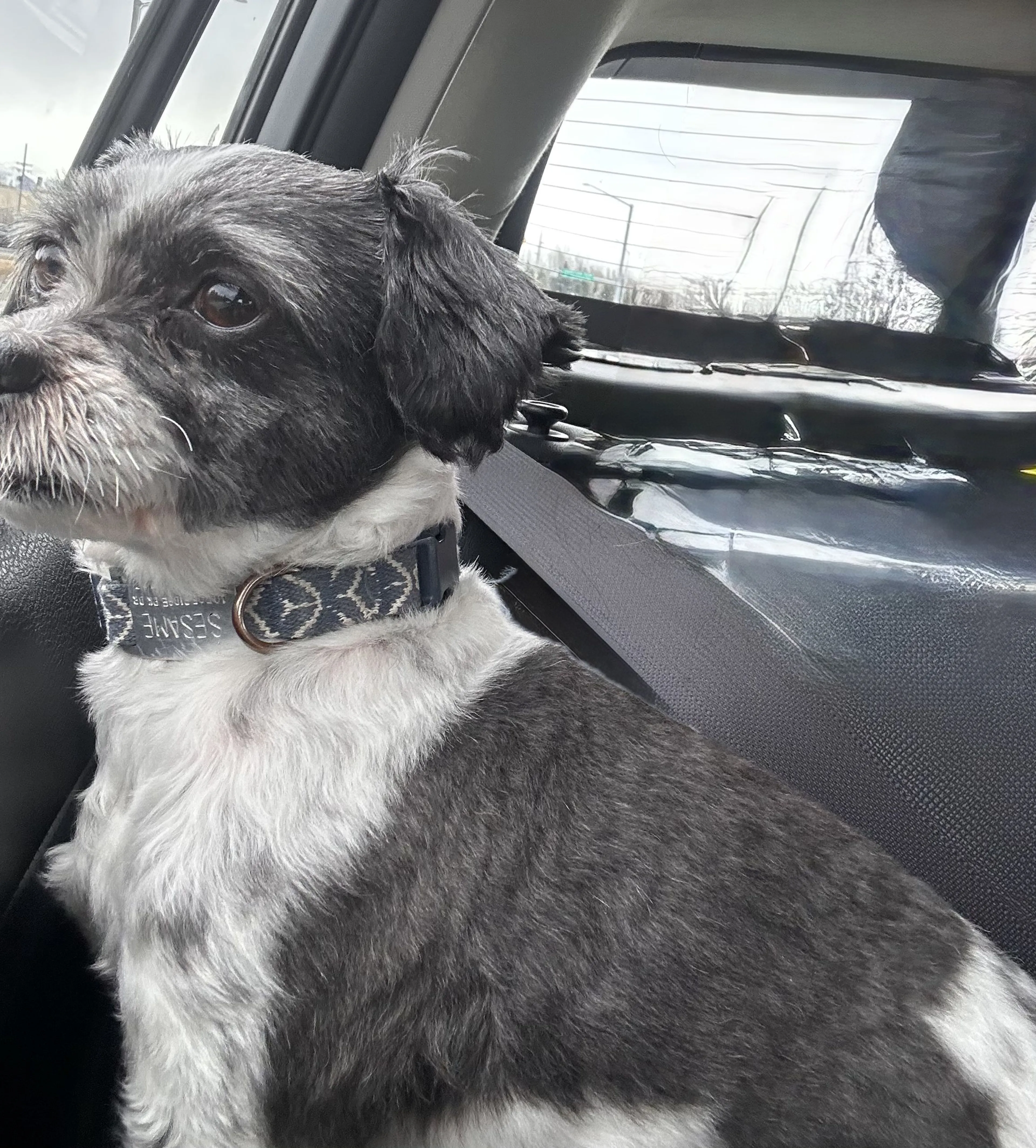 Lost pet-0
