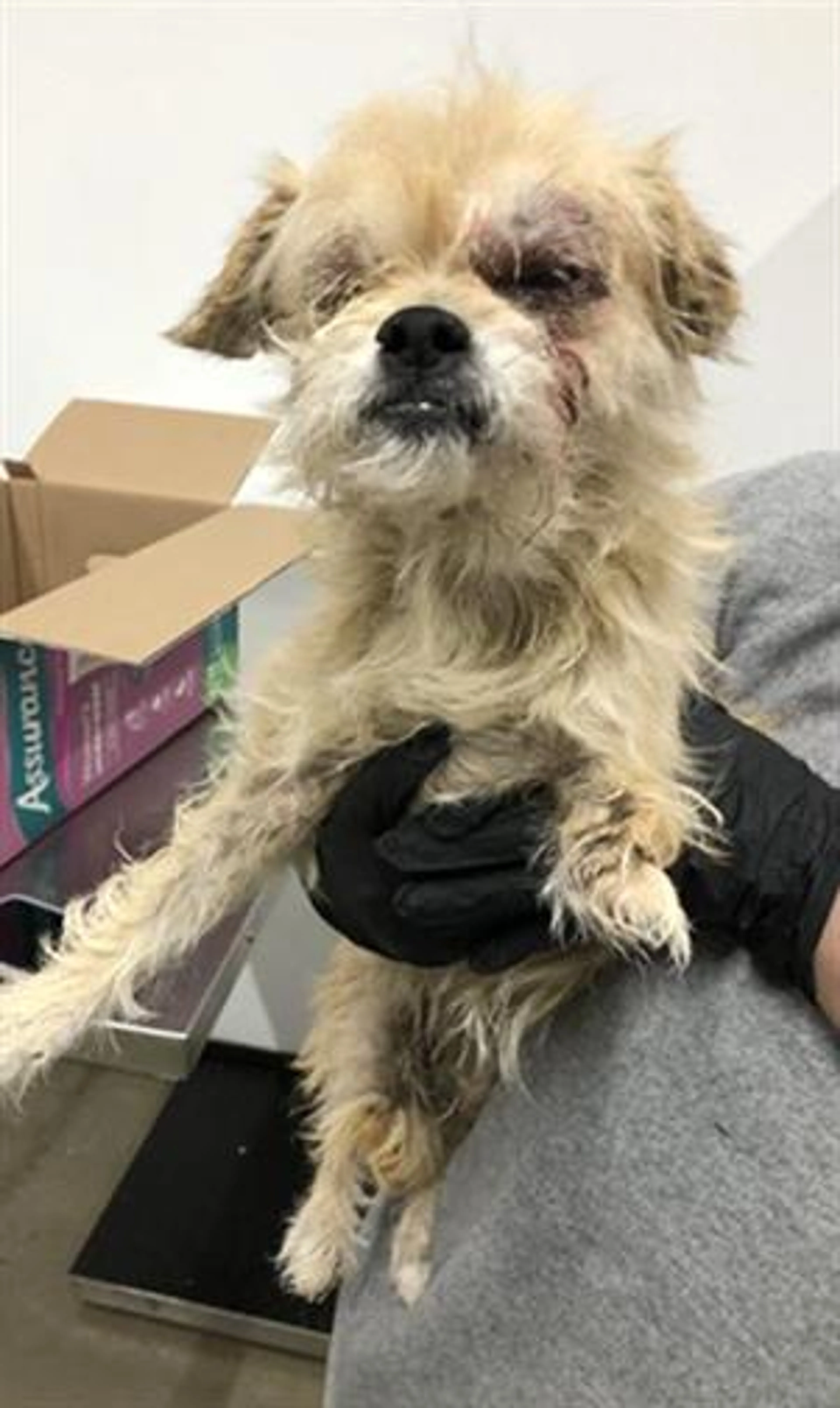 Found pet