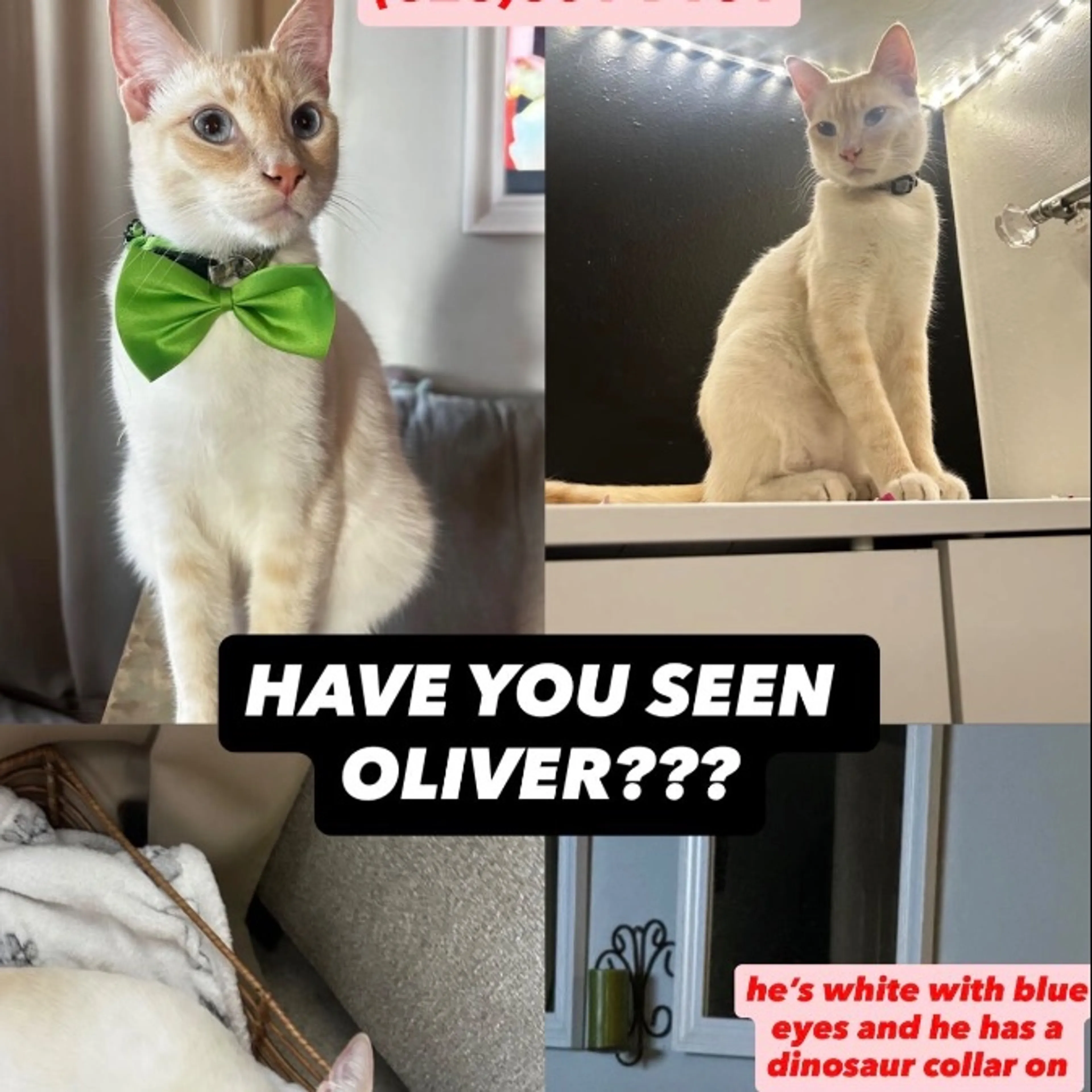 Lost pet