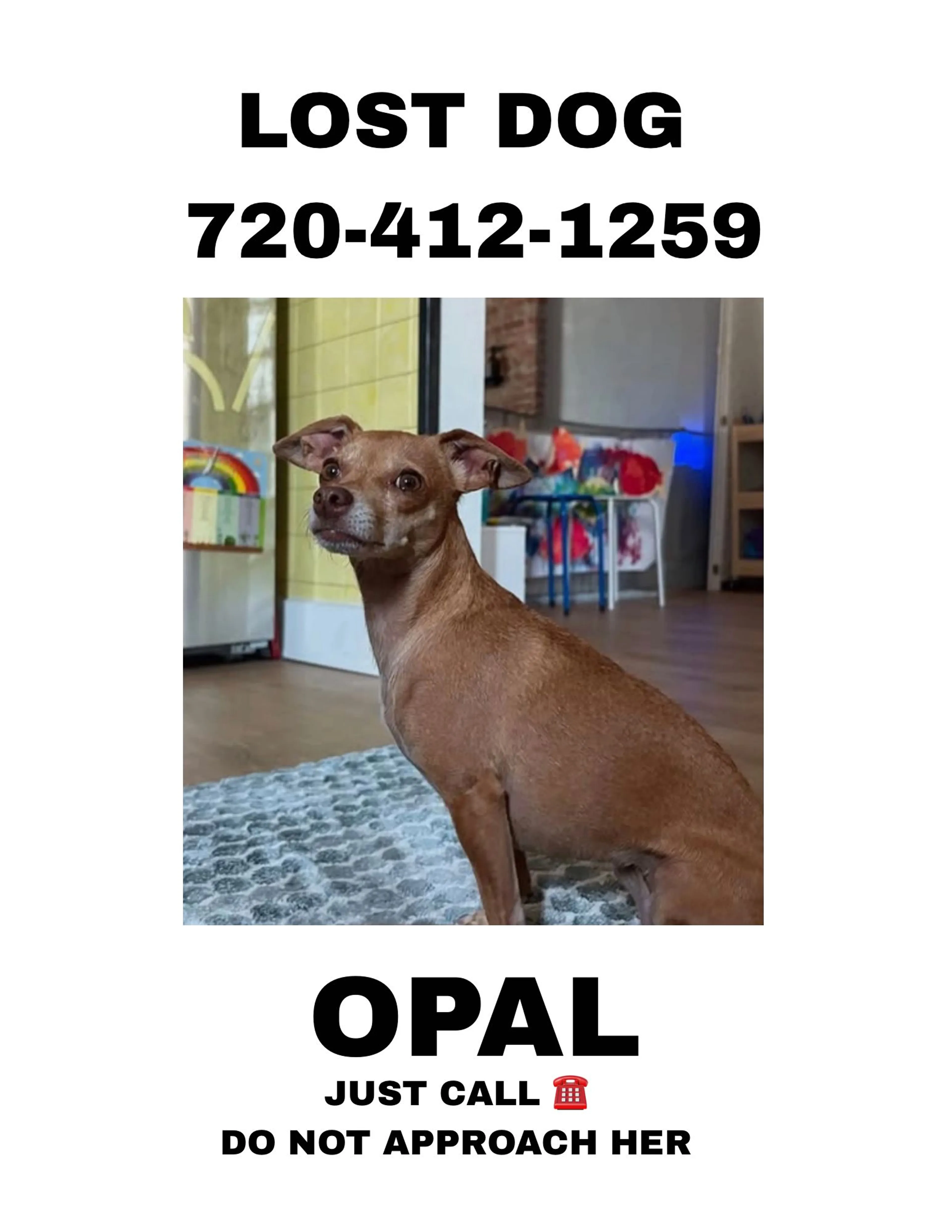 Lost pet-1