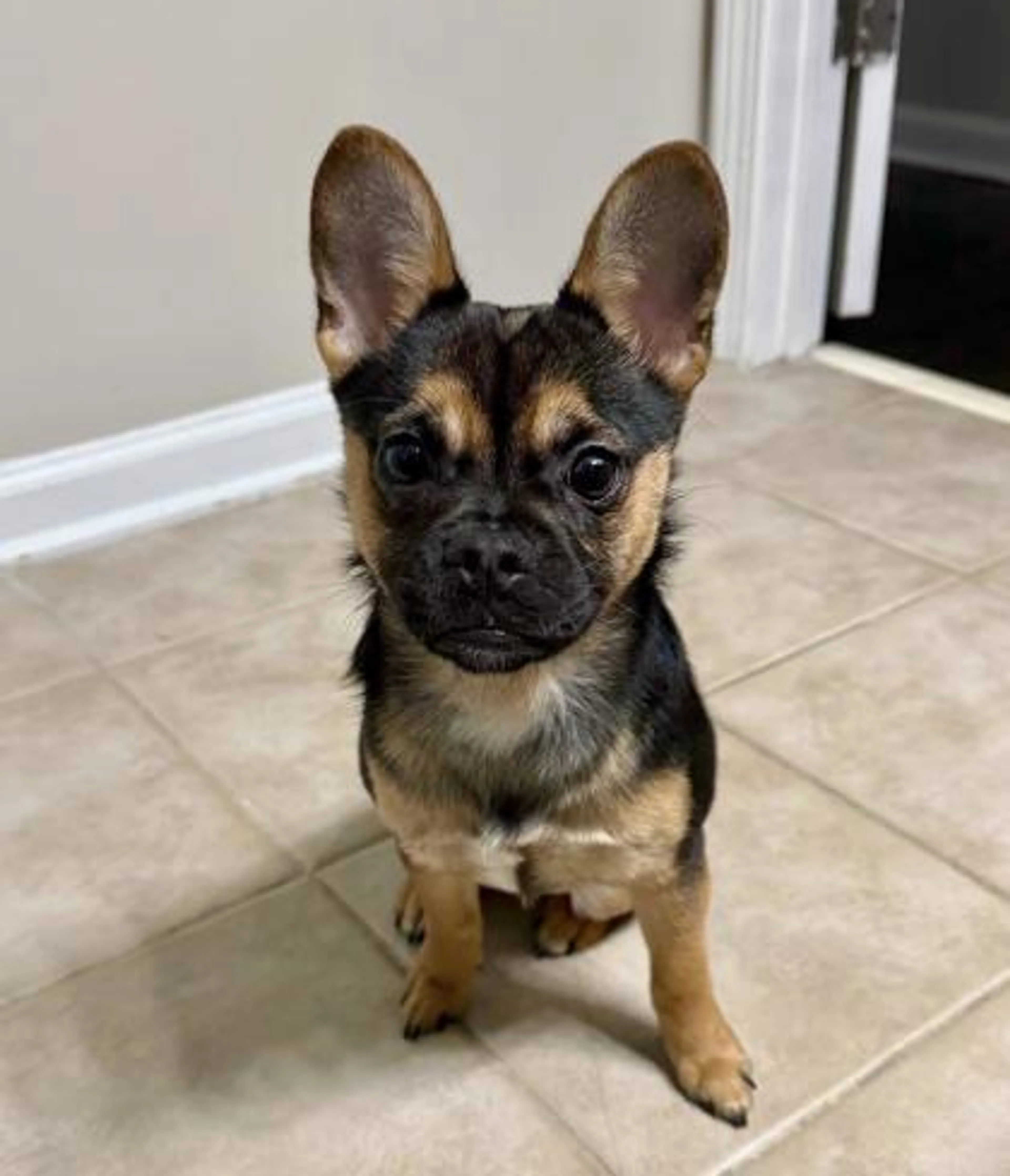 Found pet