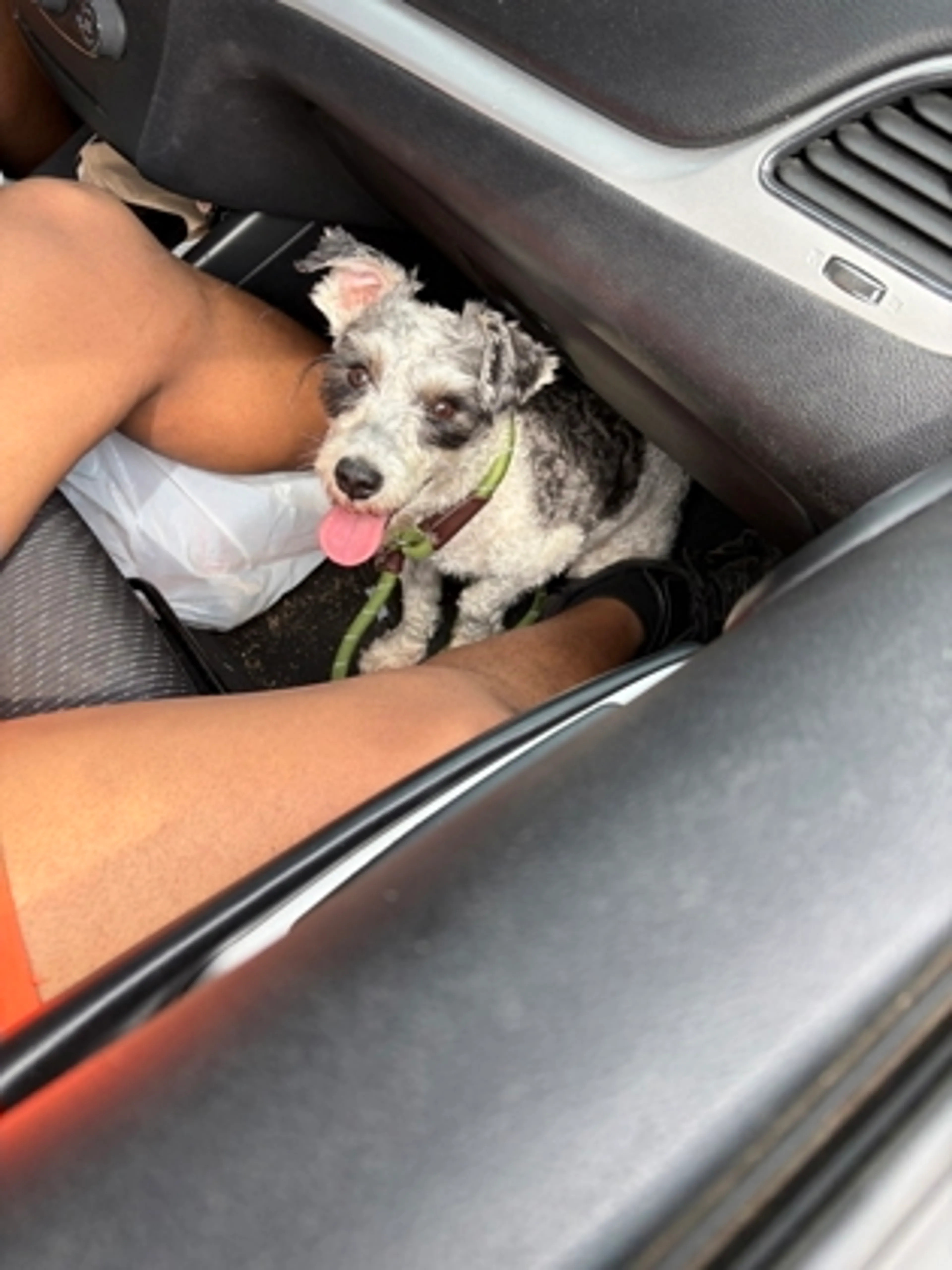 Found pet