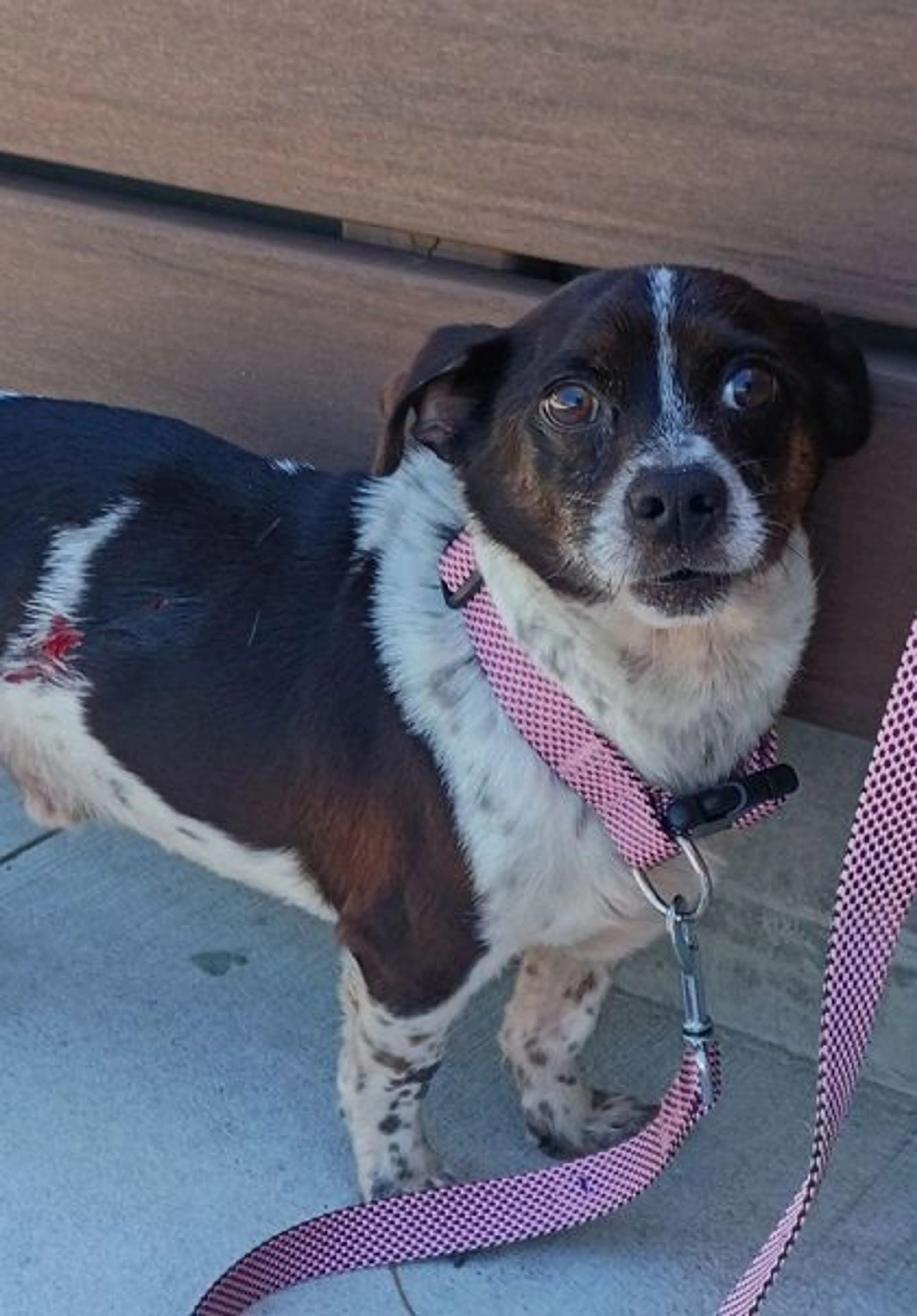 Found pet